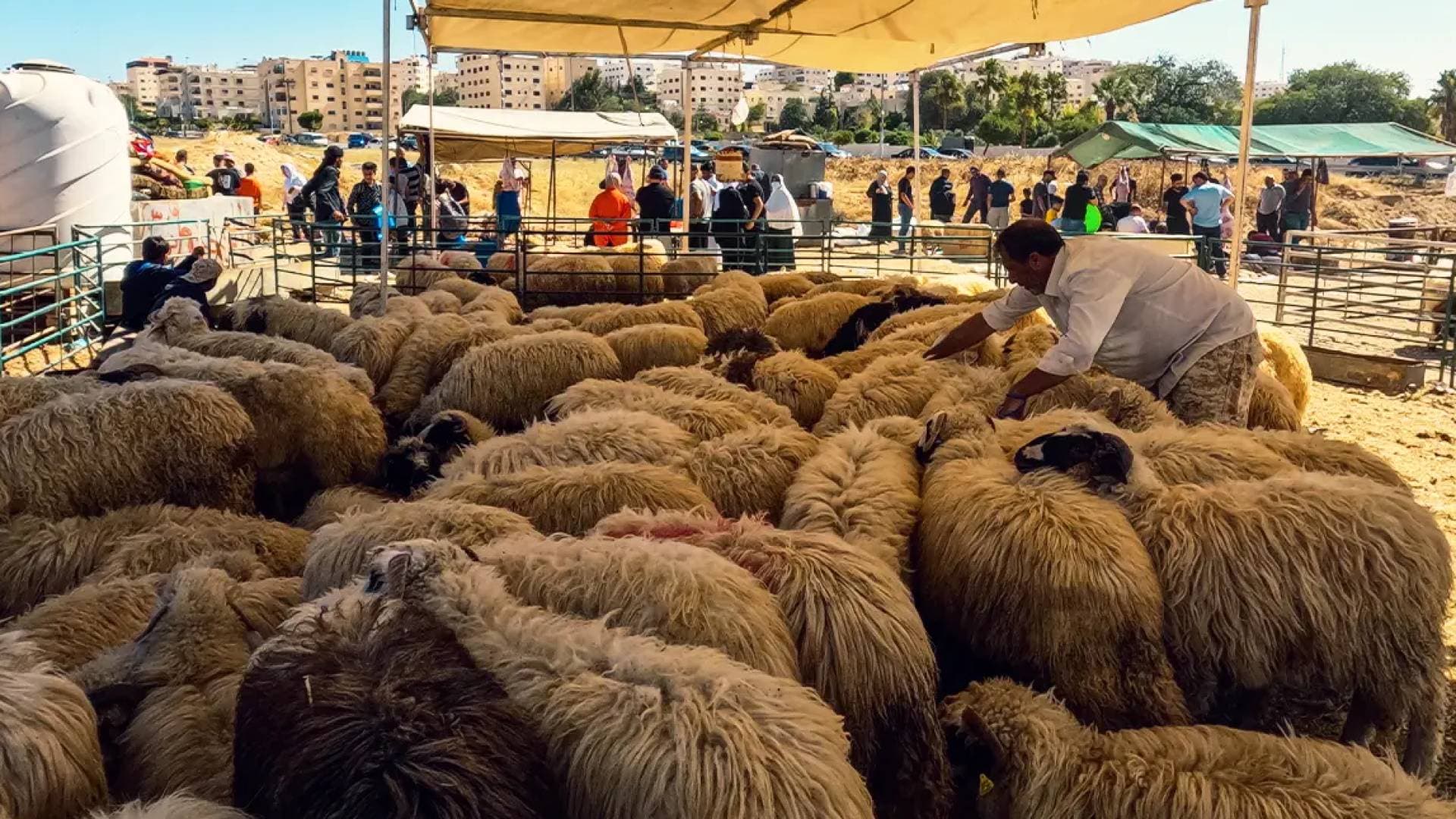 بلدية إربد تدعو للإبلاغ عن مخلفات الأضاحي وتطلق خدمة عبر منصة الشكاوى