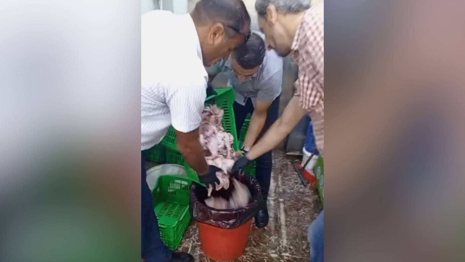 بلدية الزرقاء تتلف دجاجا مجهول المصدر ضبط في مركبة غير مبردة.. به حشرات نافقة