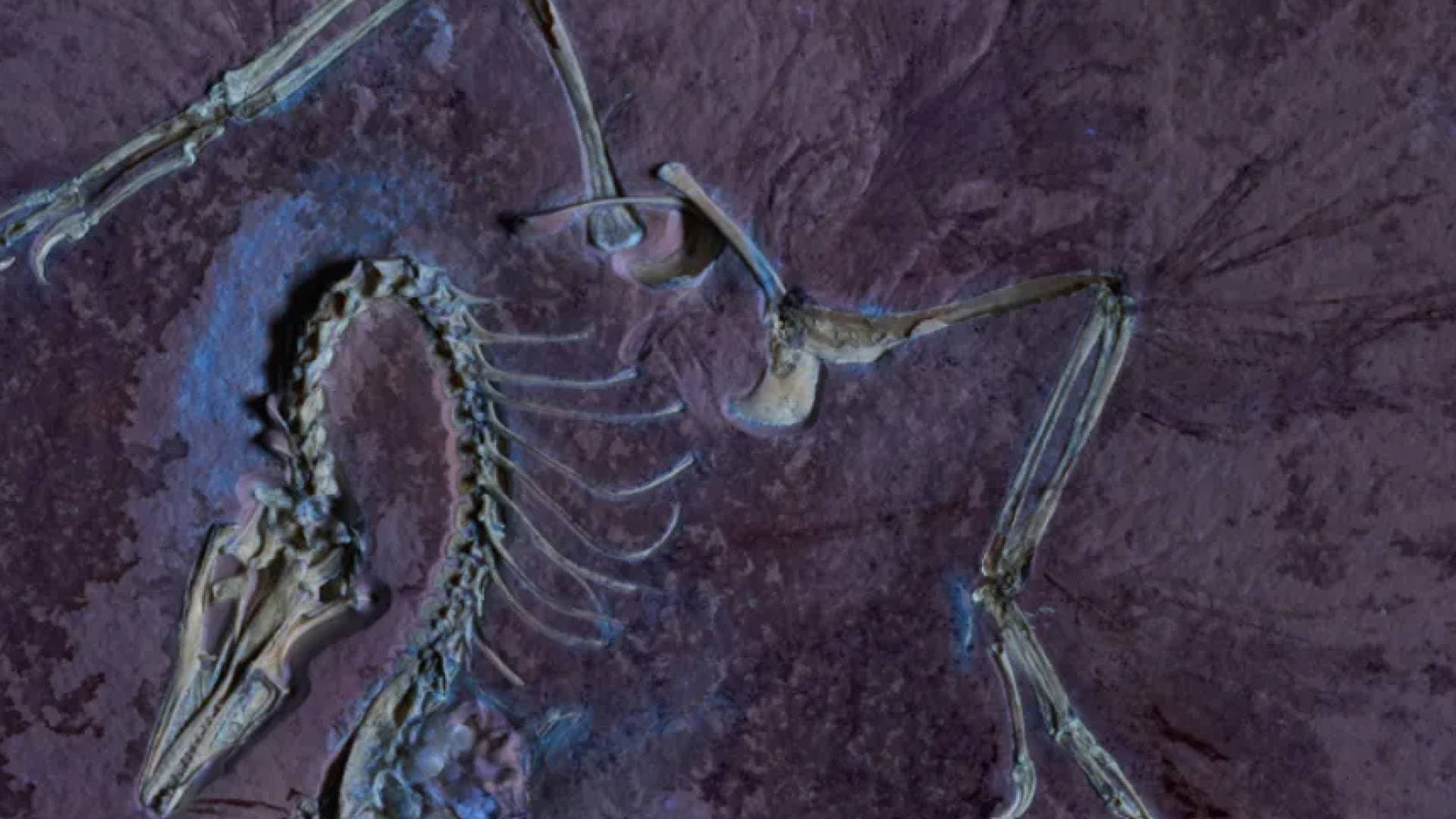 دراسة تكشف "النهاية المأساوية" لديناصورين رضيعين في ألمانيا