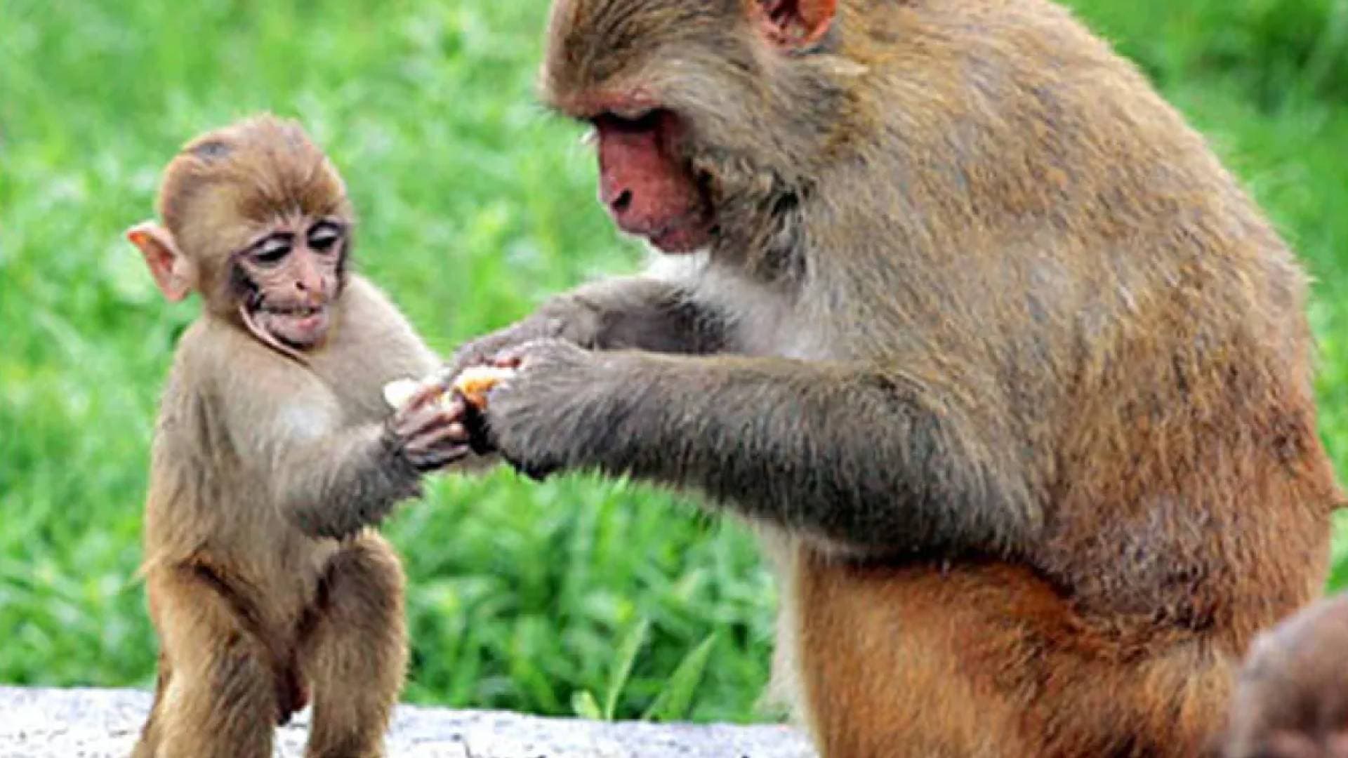 في حادثة غريبة.. تسلل غامض لسرقة 12 قردا من مركز أبحاث فرنسي يثير الجدل