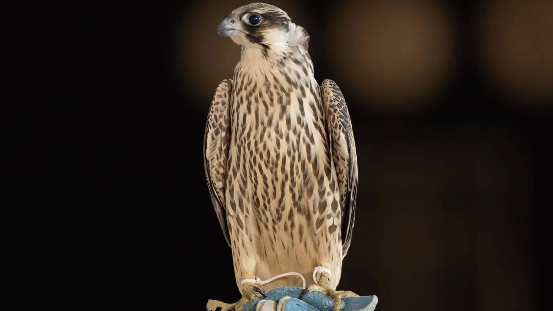 سوق الصقور في السعودية..   من هواية تراثية إلى قطاع استثماري يدر الملايين