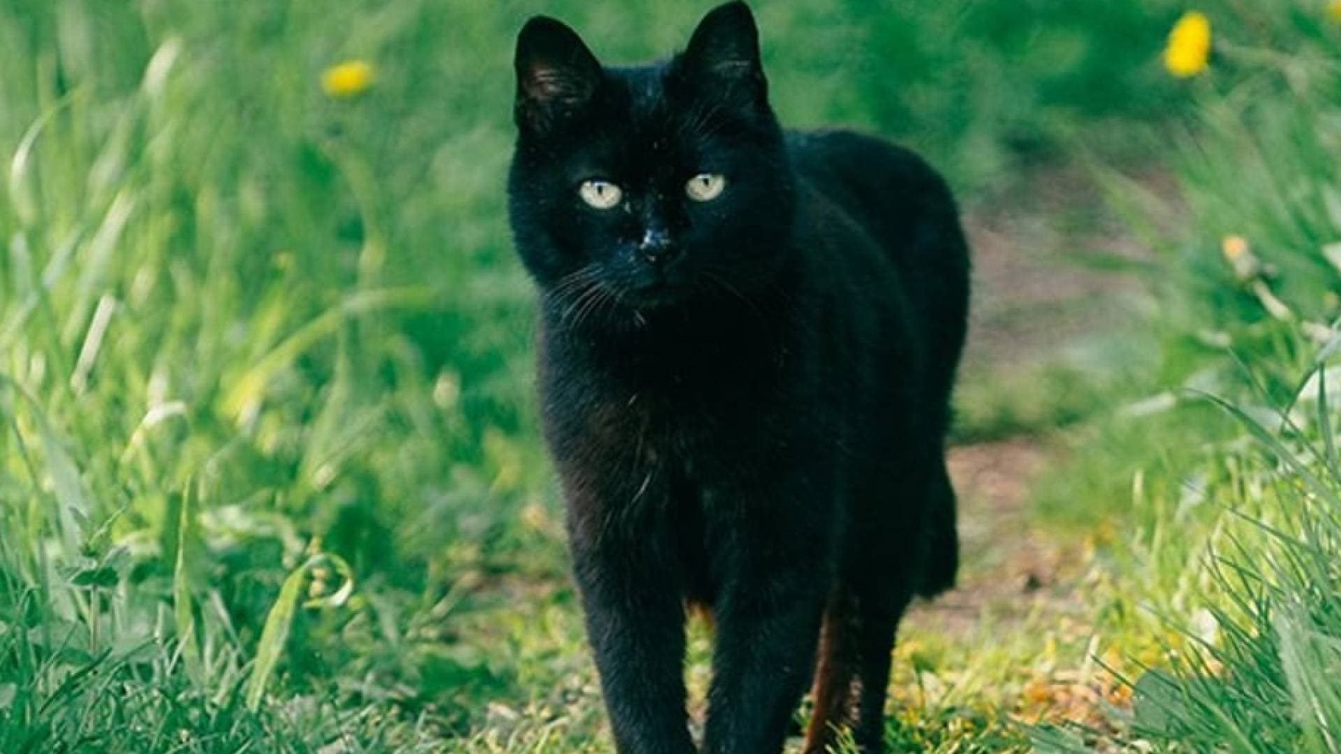 لحمايتها من "طقوس الهالوين".. مدينة إسبانية تحظر مؤقتا تبني القطط السوداء