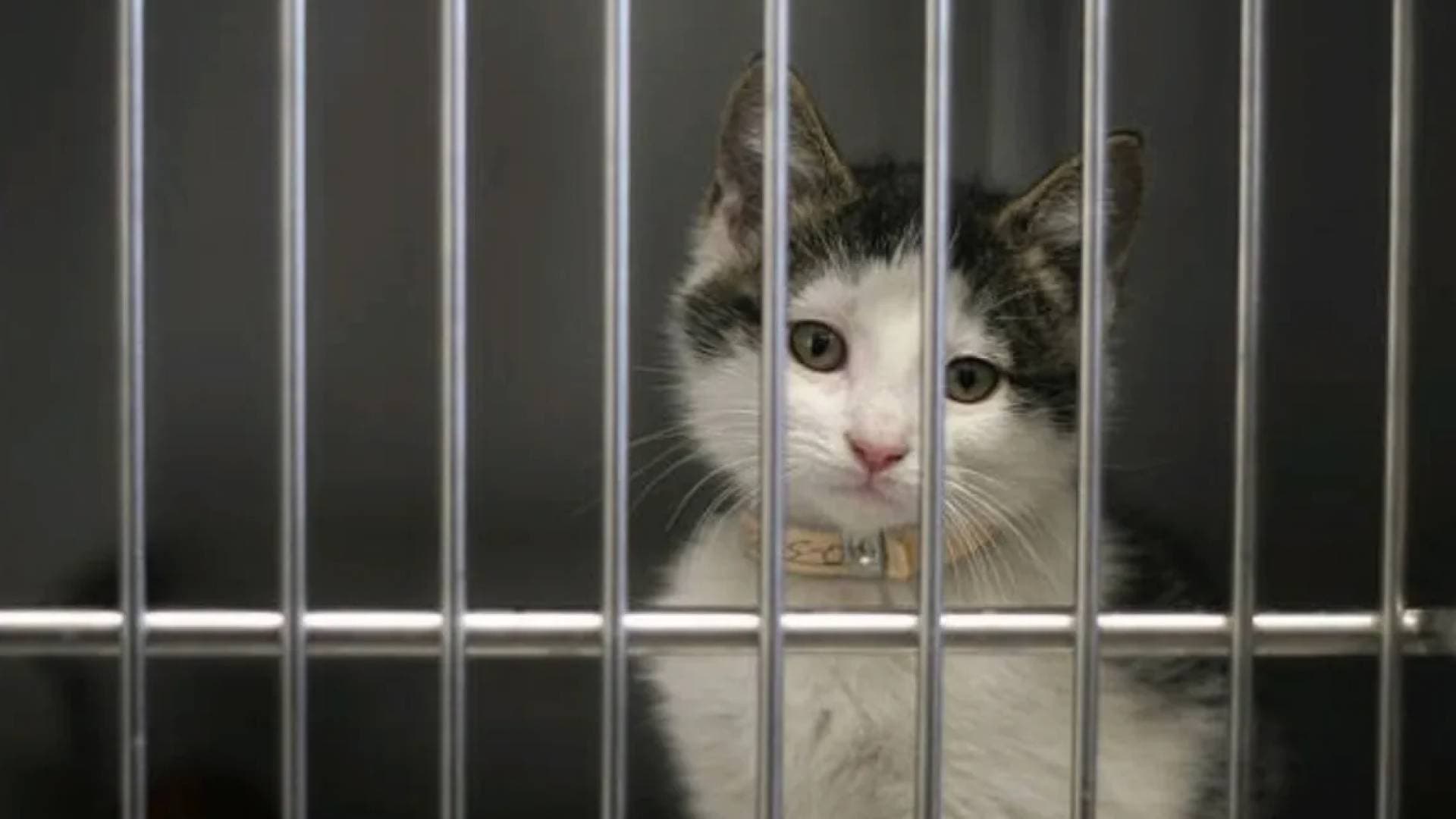 لاغراض السحر والشعوذة: تعذيب وذبح حيوانات يهز الرأي العام التركي