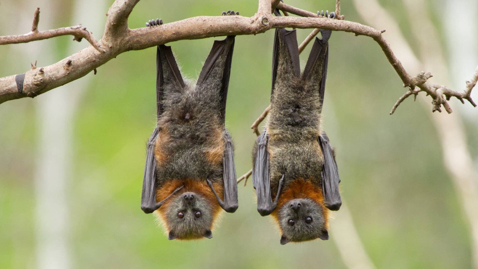 "الصحة العالمية" تحذر من تفشي فيروس "ماربورغ" الذي تتسبب به الخفافيش بعد تسجيل 9 إصابات في إثيوبيا