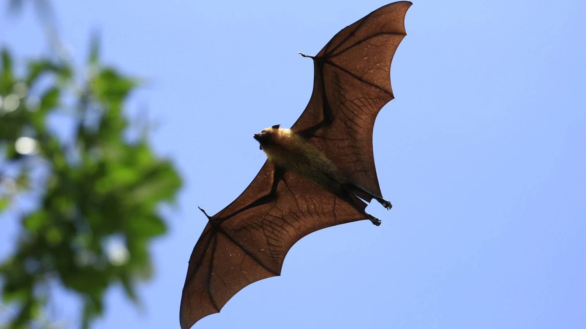 إثيوبيا تسجل 3 وفيات بفيروس "ماربورغ" النزفي الذي تتسبب به الخفافيش