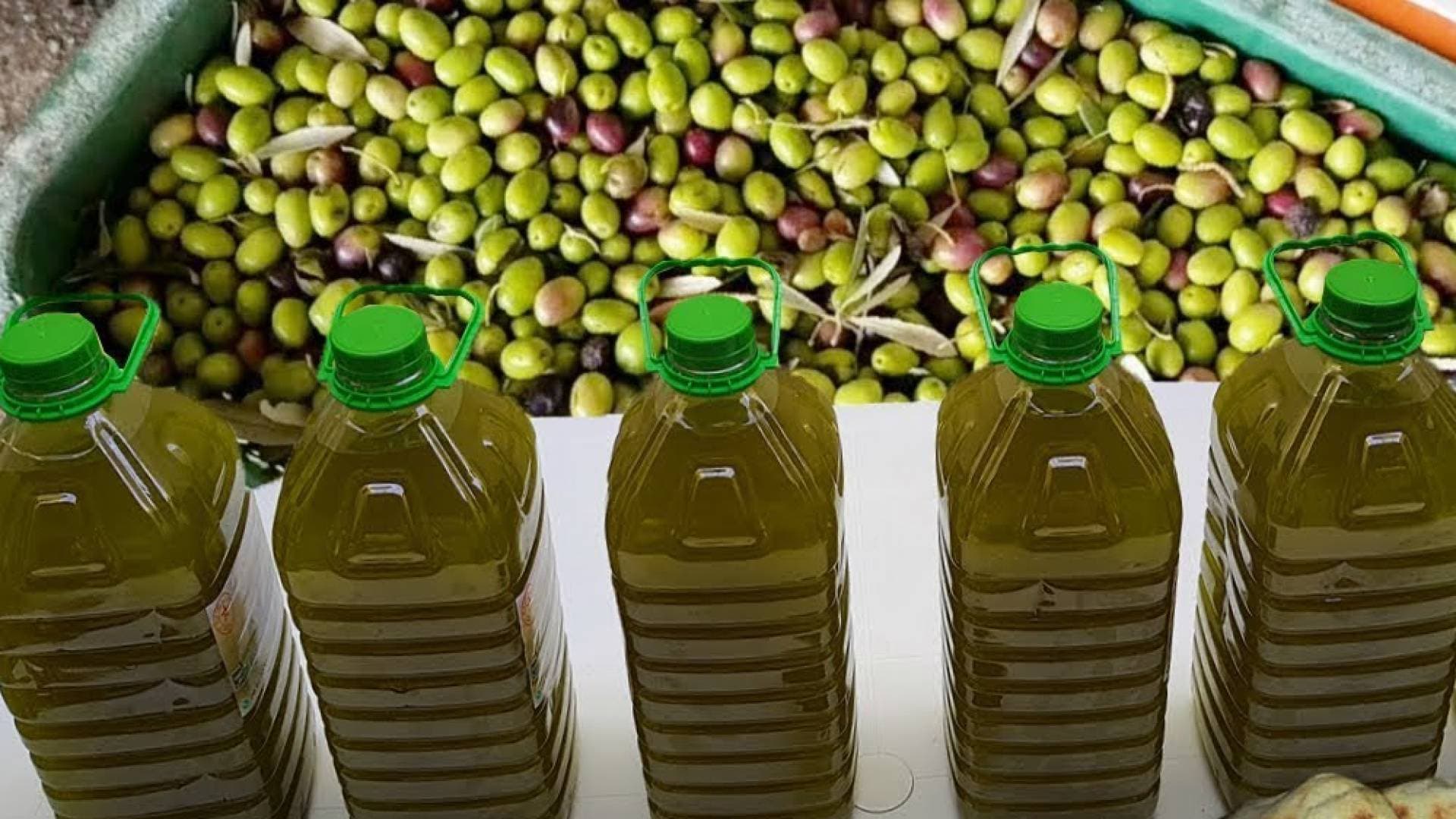 الزراعة تكشف عبر "رؤيا" كميات زيت الزيتون المستوردة وتؤكد جودة المنتج - فيديو