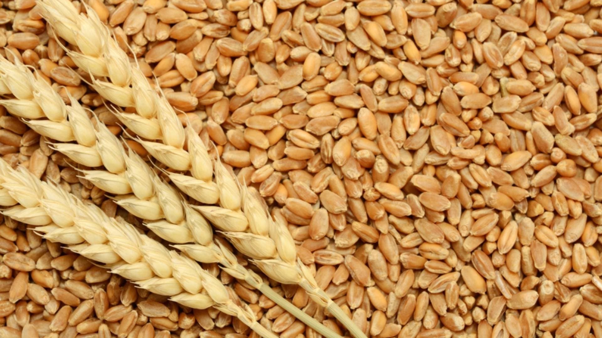 الحكومة: مخزون الأردن من القمح يكفي لـ 10 أشهر والأعلاف 8 أشهر