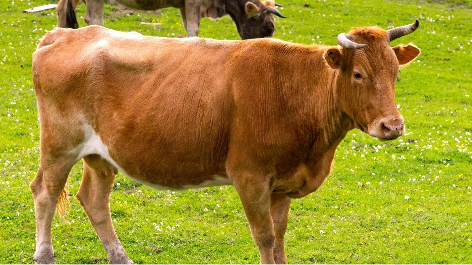 فيروس "اللسان الأزرق" يهدد الثروة الحيوانية بأيرلندا الشمالية