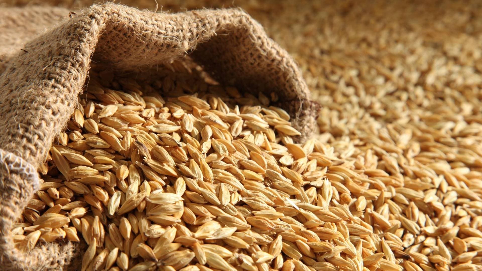 الصناعة تثبت أسعار الشعير والنخالة لشهر كانون الأول.. و175 دينارا لطن الشعير المدعم