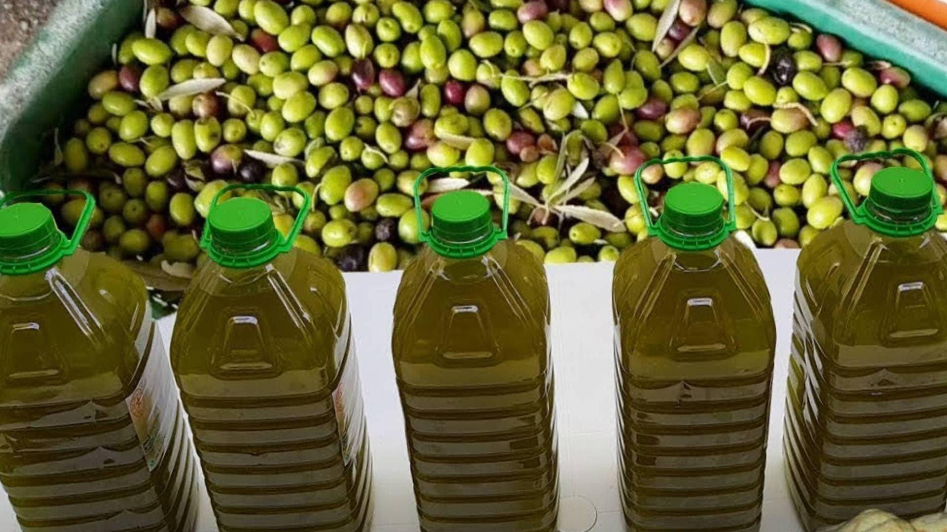 "الزراعة" تبدأ استقبال طلبات استيراد الدفعة الثانية من زيت الزيتون