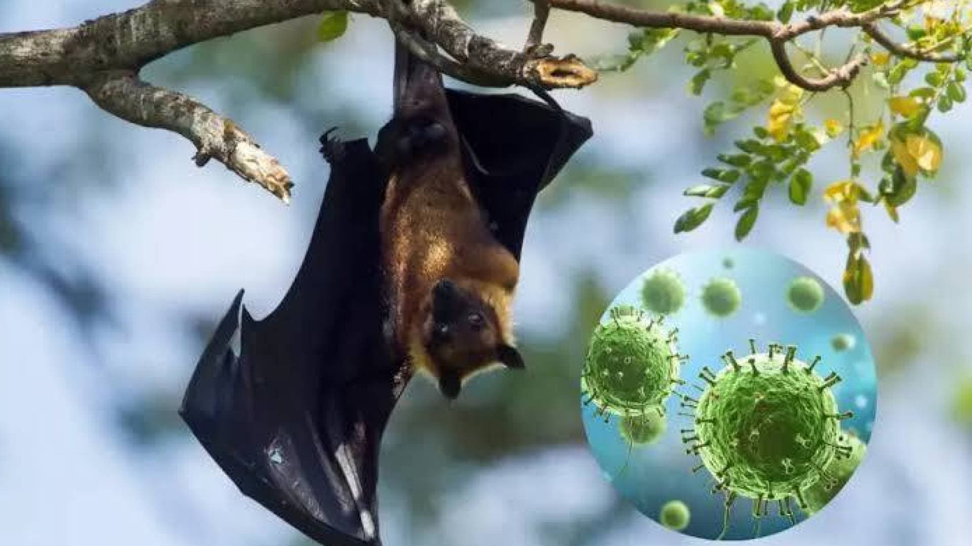 "ماذا لو انتشر؟".. سيناريو  فيروس"نيباه" المرعب وغياب خطط المواجهة