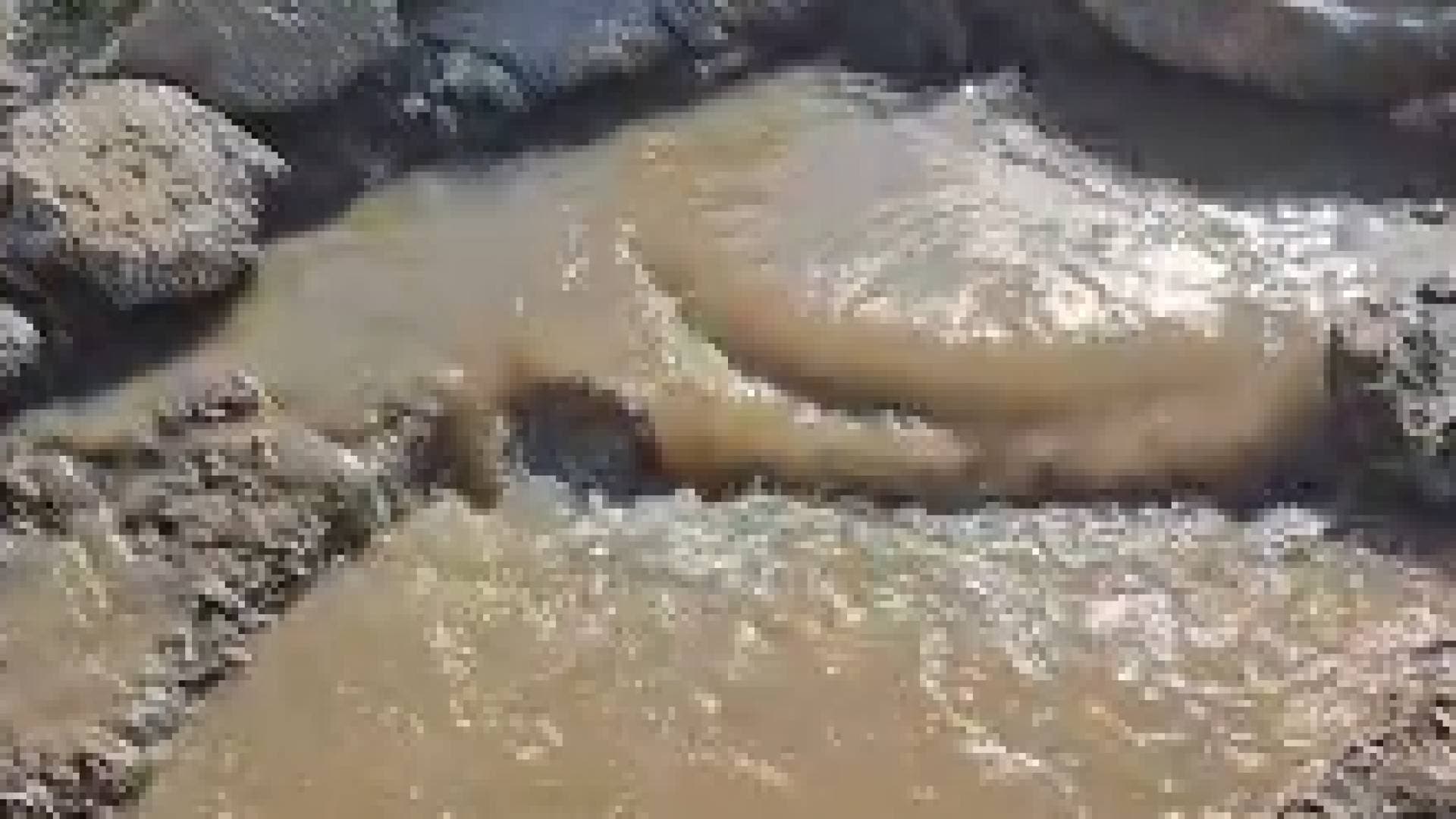 "مكرهة صحية" في إربد.. مياه الصرف تغرق "شارع وصفي التل" والسكان يستغيثون - فيديو