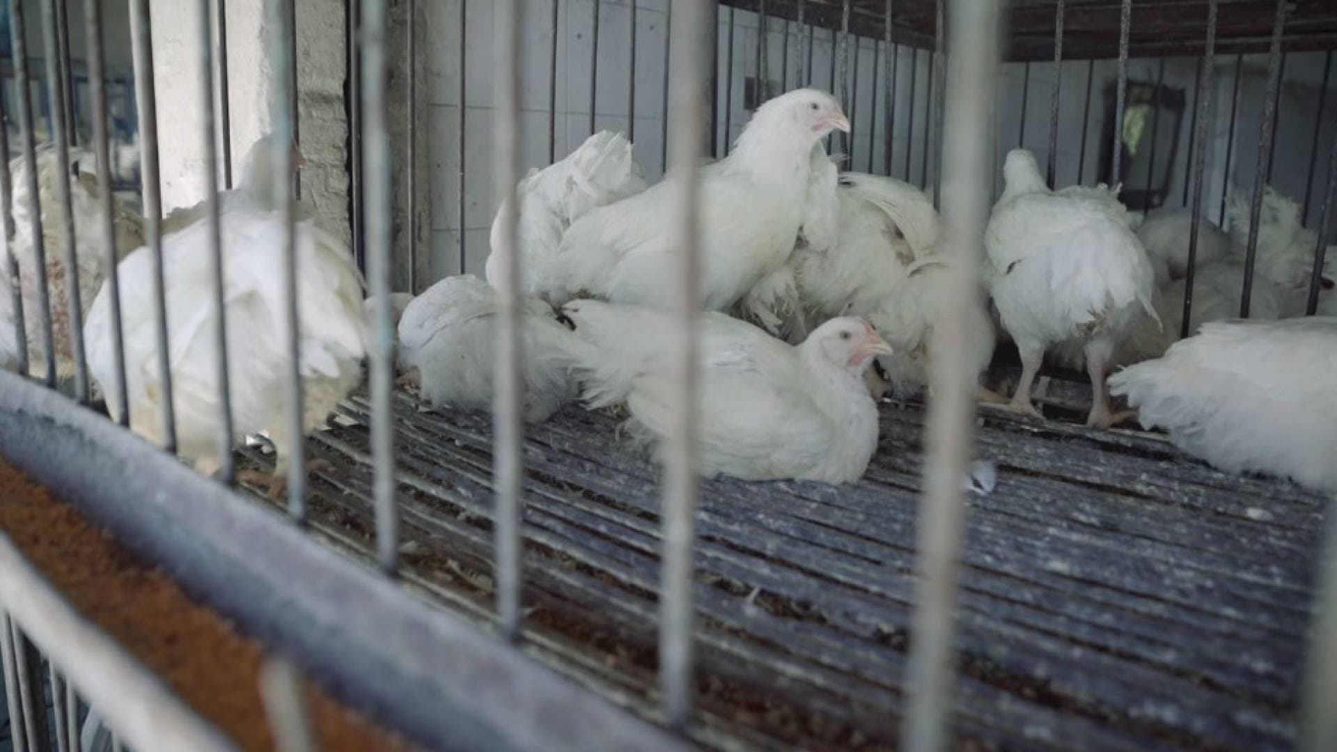 أسعار الدواجن في الأردن تشتعل.. مطالب شعبية بوضع سقوف سعرية -فيديو