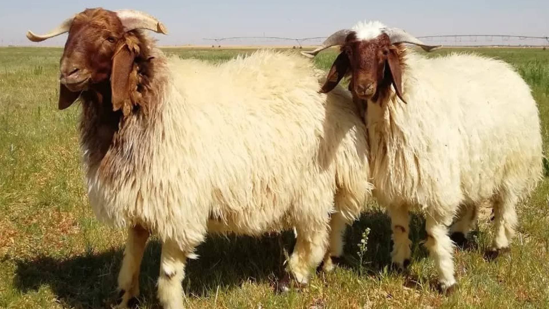 الزراعة توقف تصدير الخراف الحية إلى دول الجوار  لضمان استقرار الأسعار في رمضان