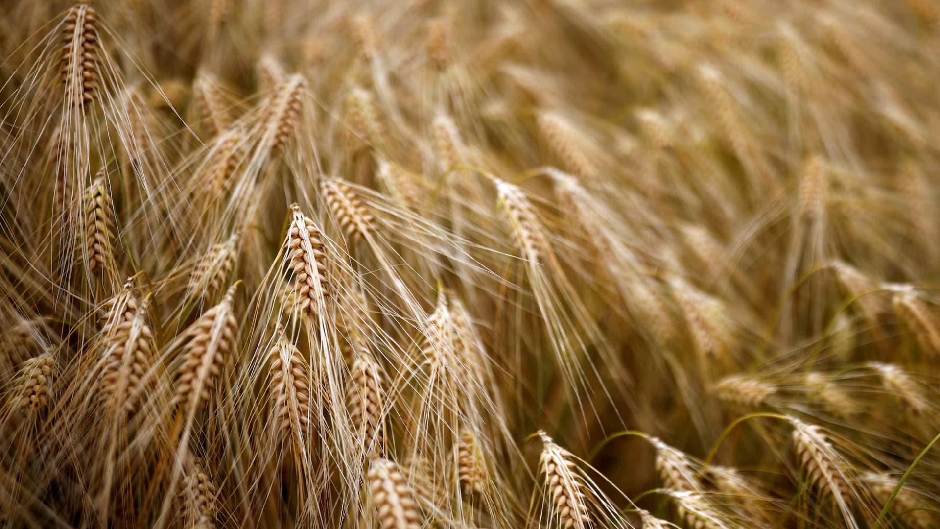 الصناعة والتجارة تطرح عطاء لشراء 120 ألف طن من الشعير