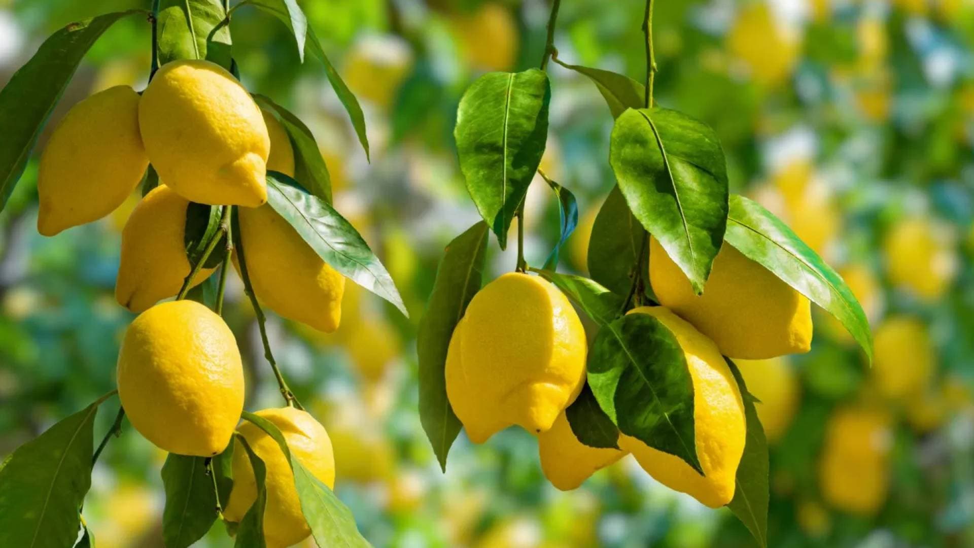 فجوة سعرية كبيرة.. الليمون بـ 1.30 دينار في محلات التجزئة رغم وفرته بالسوق المركزي