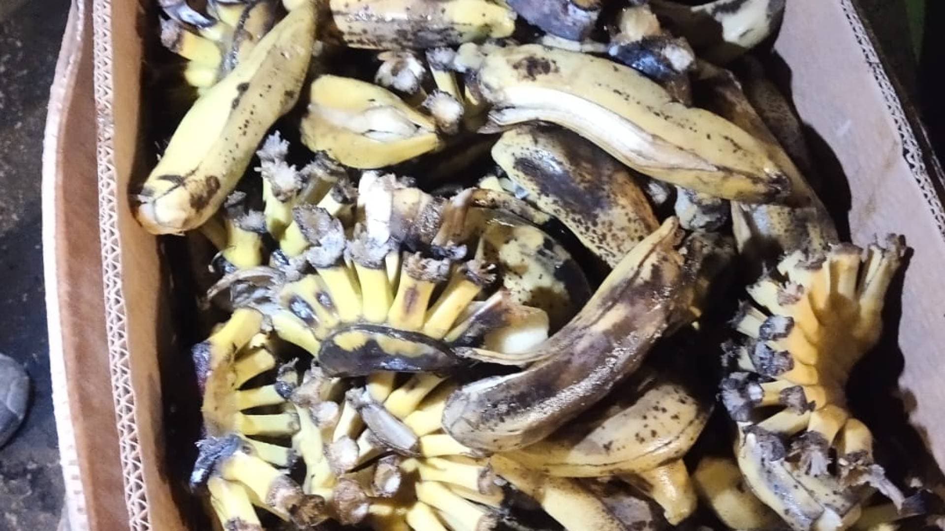 بلدية إربد الكبرى تتلف كميات من الموز غير الصالحة للإستهلاك في إربد