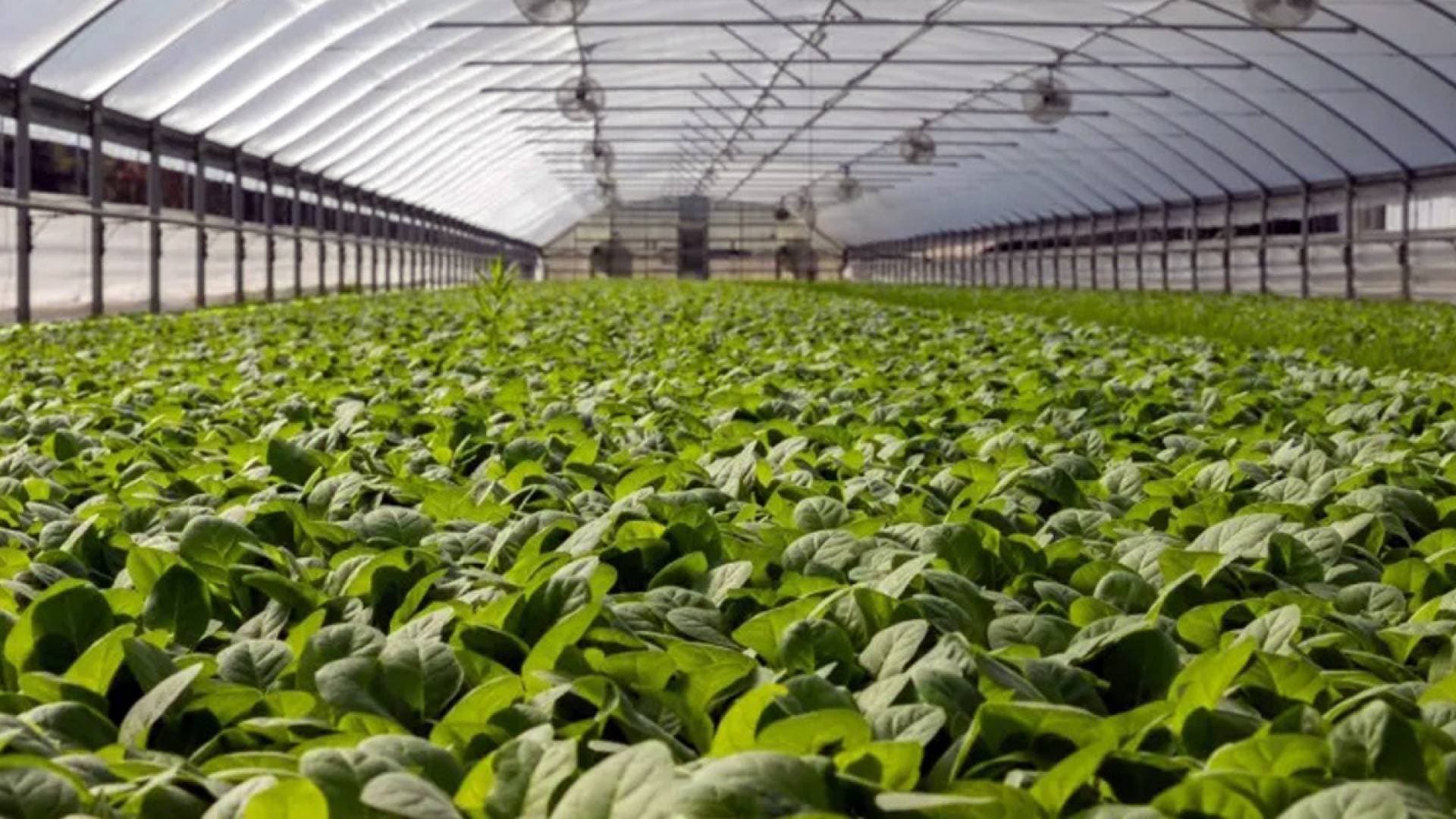 "الزراعة النيابية" تبحث مشروع تعزيز مهارات التوظيف الزراعي