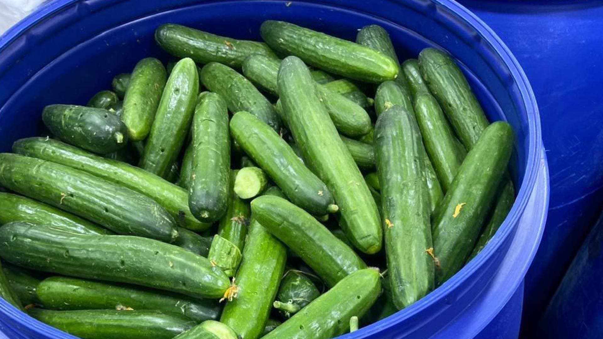 الغذاء والدواء تغلق مشغل مخللات غير مرخص في الزرقاء