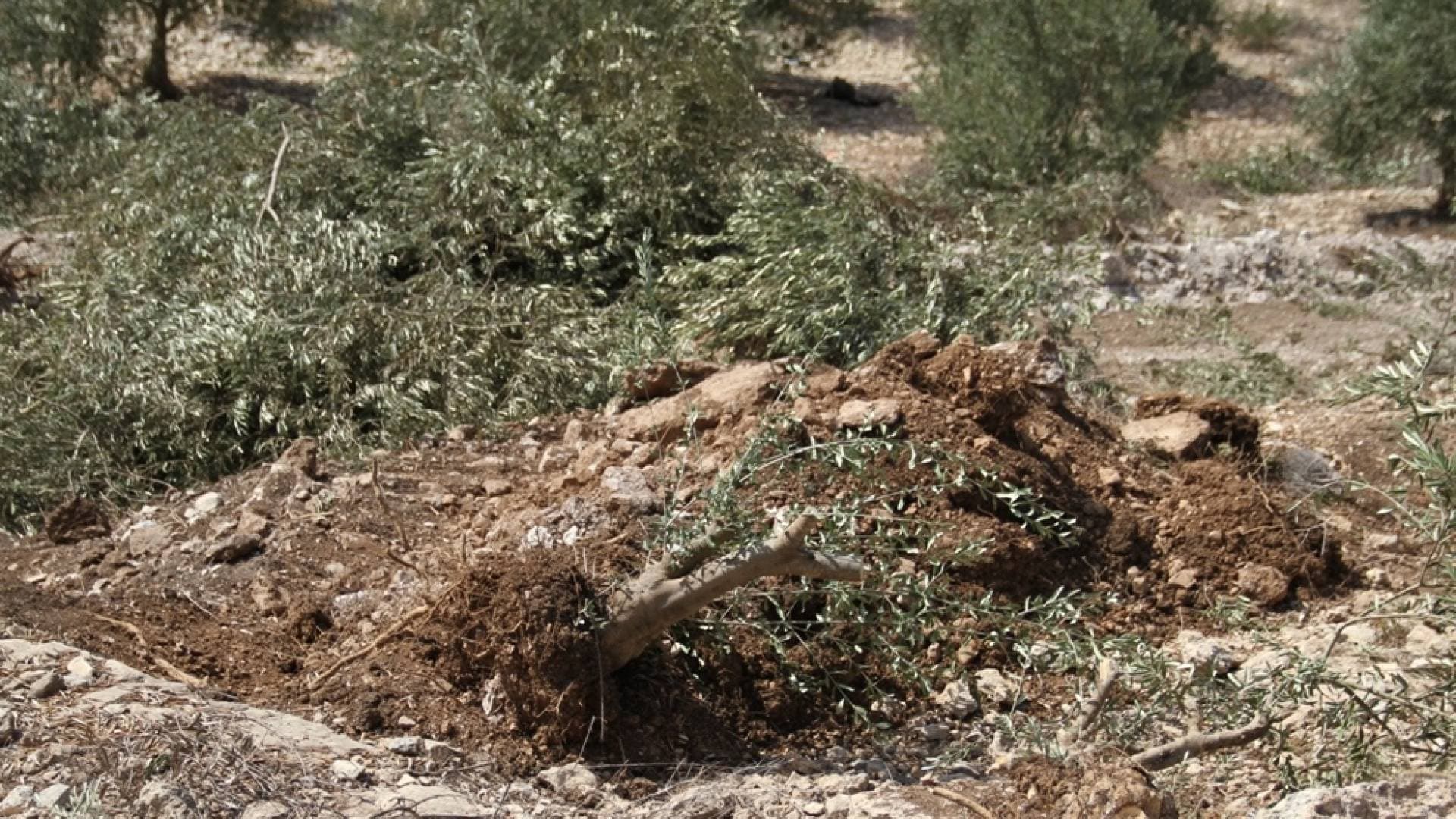 الاحتلال يجرف 20 دونما ويقتلع أشجار الزيتون في "عين يبرود" شرق رام الله