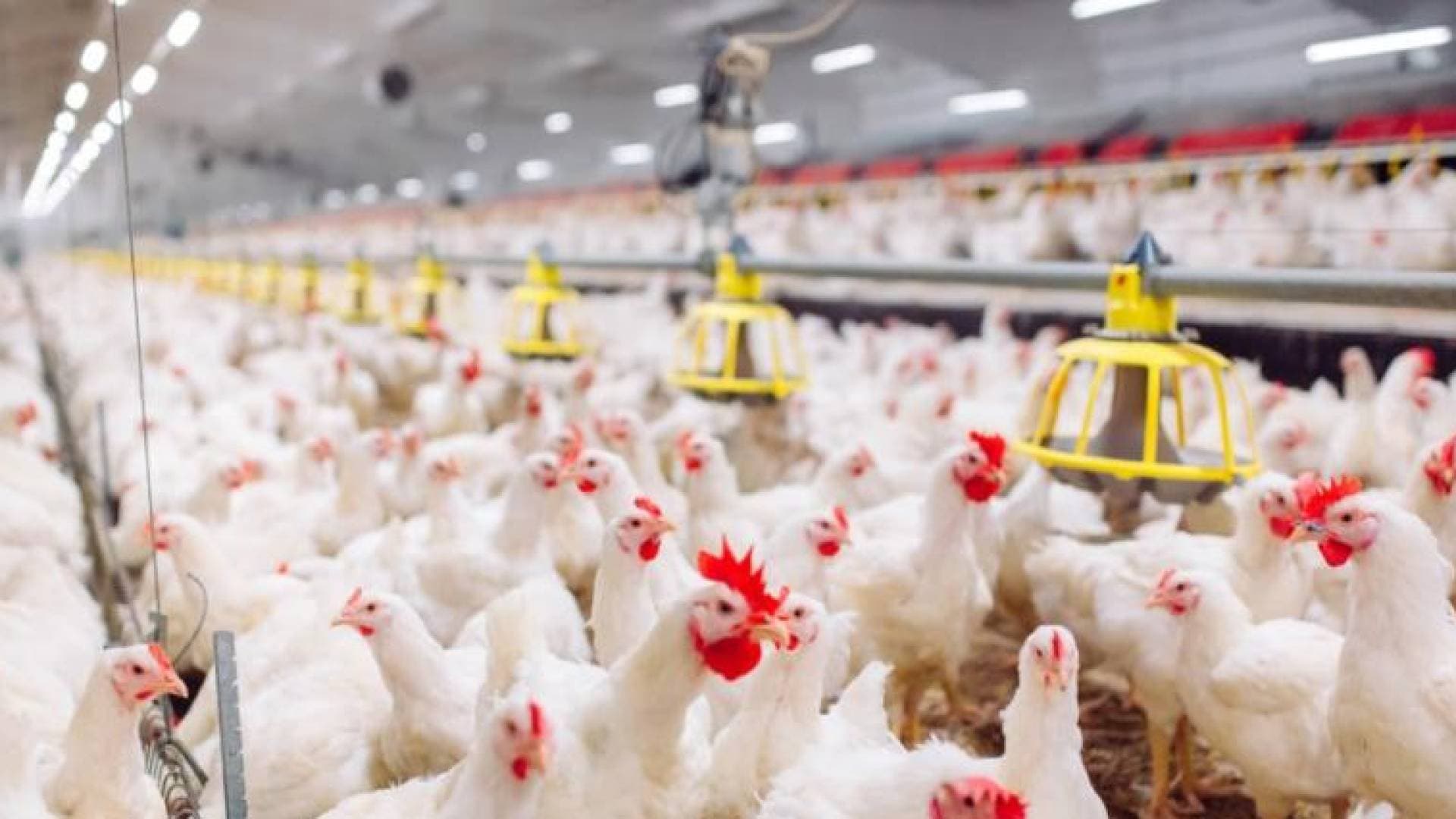 الزراعة: استقرار قطاع الدواجن وتوفر الأعلاف ووفرة اللحوم الحمراء