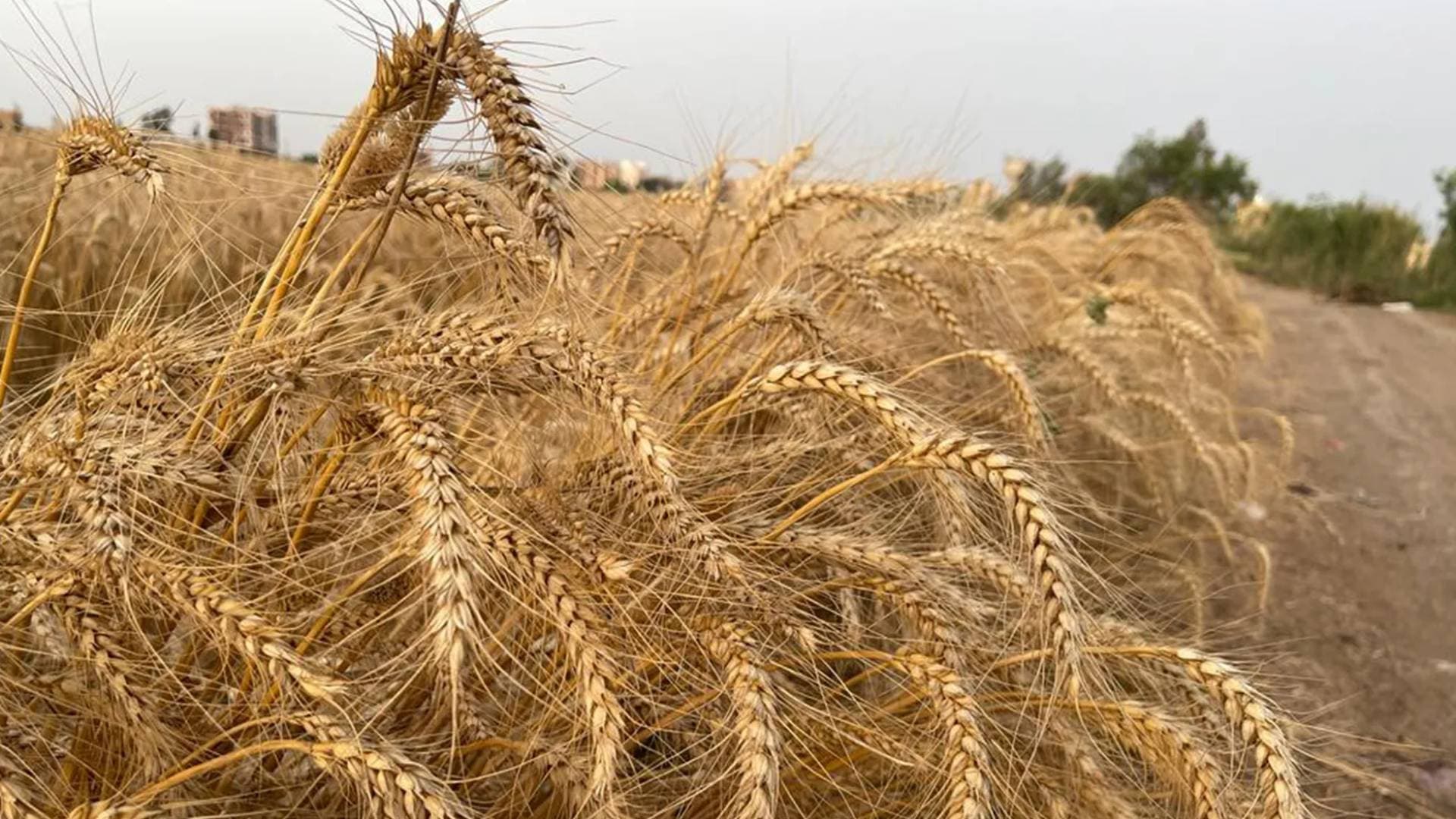 وزير الصناعة والتجارة: مخزون القمح يكفي لـ 10 أشهر وسلاسل الإمداد في "أمان" رغم ضغوط الحروب