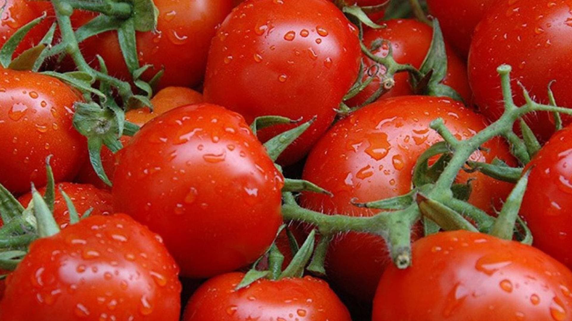 وزارة الزراعة تعلق تصدير البندورة لضبط الأسعار في السوق المحلي