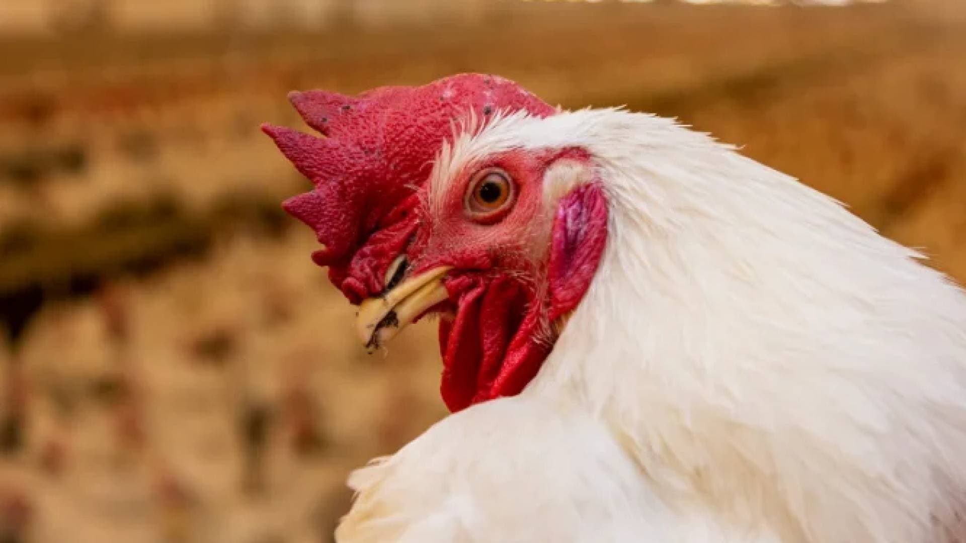 تحرك حكومي نيابي لضمان استقرار أسعار الدواجن وتأمين سلاسل التوريد