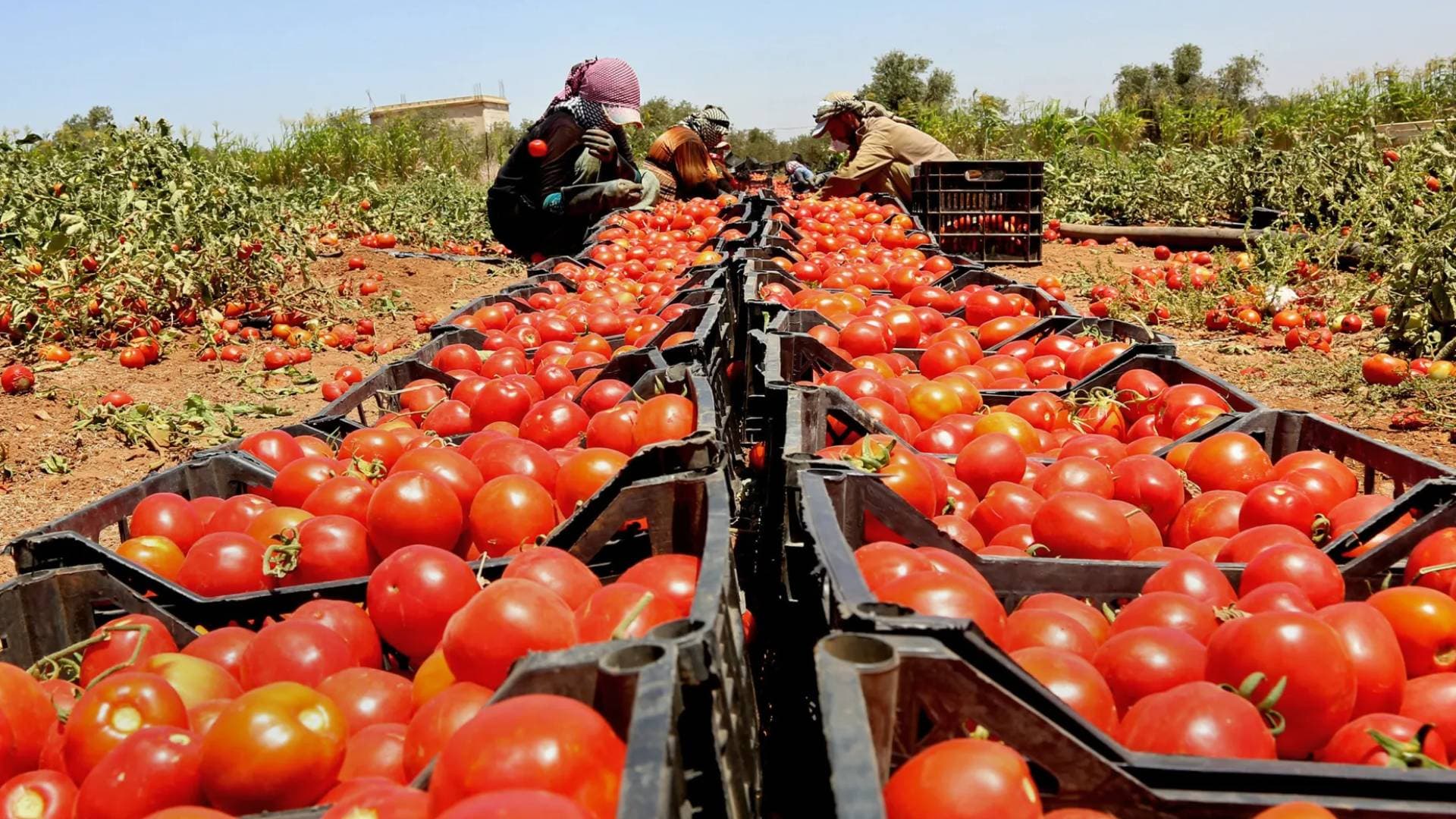 العوران لـ"رؤيا": 70% من المواد الخام في صناعة الأسمدة صناعة أردنية.. وصادراتنا تجوب 60 دولة حول العالم