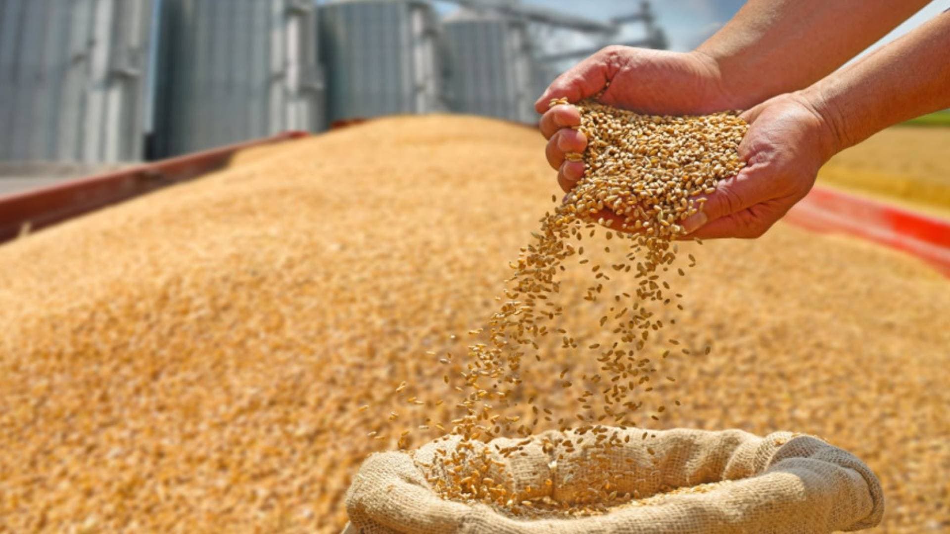 الحكومة تخفض أسعار الطحين والقمح لشهر نيسان لضمان تثبيت سعر الخبز