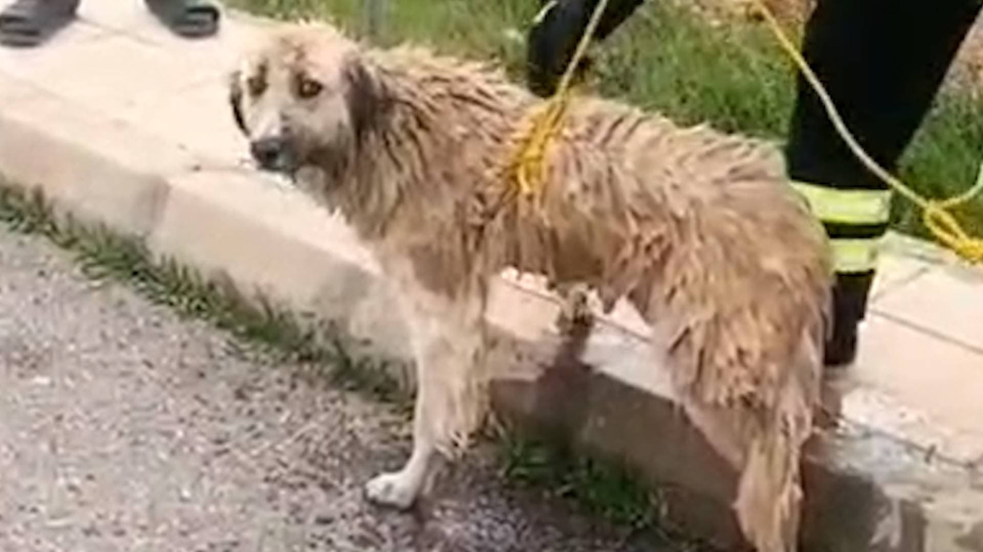 الدفاع المدني ينقذ كلبا سقط في منهل مكشوف على طريق المطار