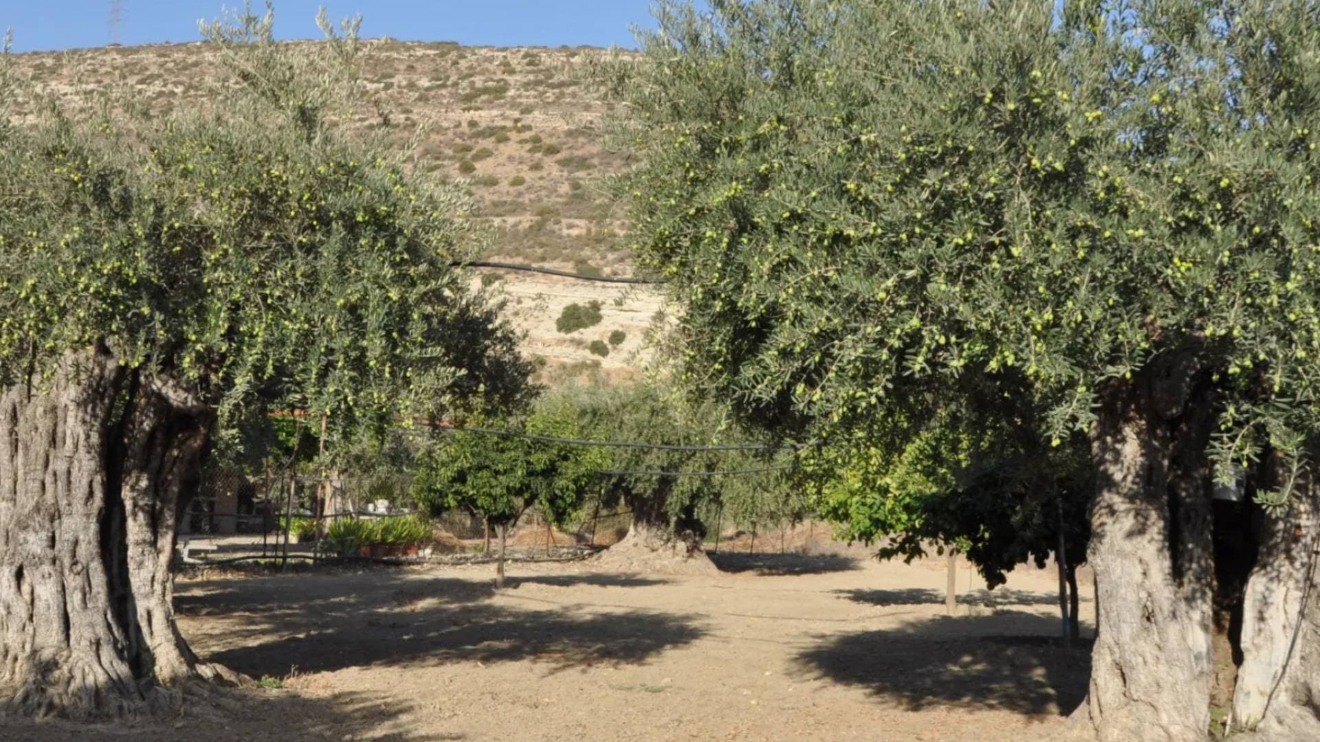 زراعة المفرق: الموسم المطري سينعكس ايجابا على محصول الزيتون