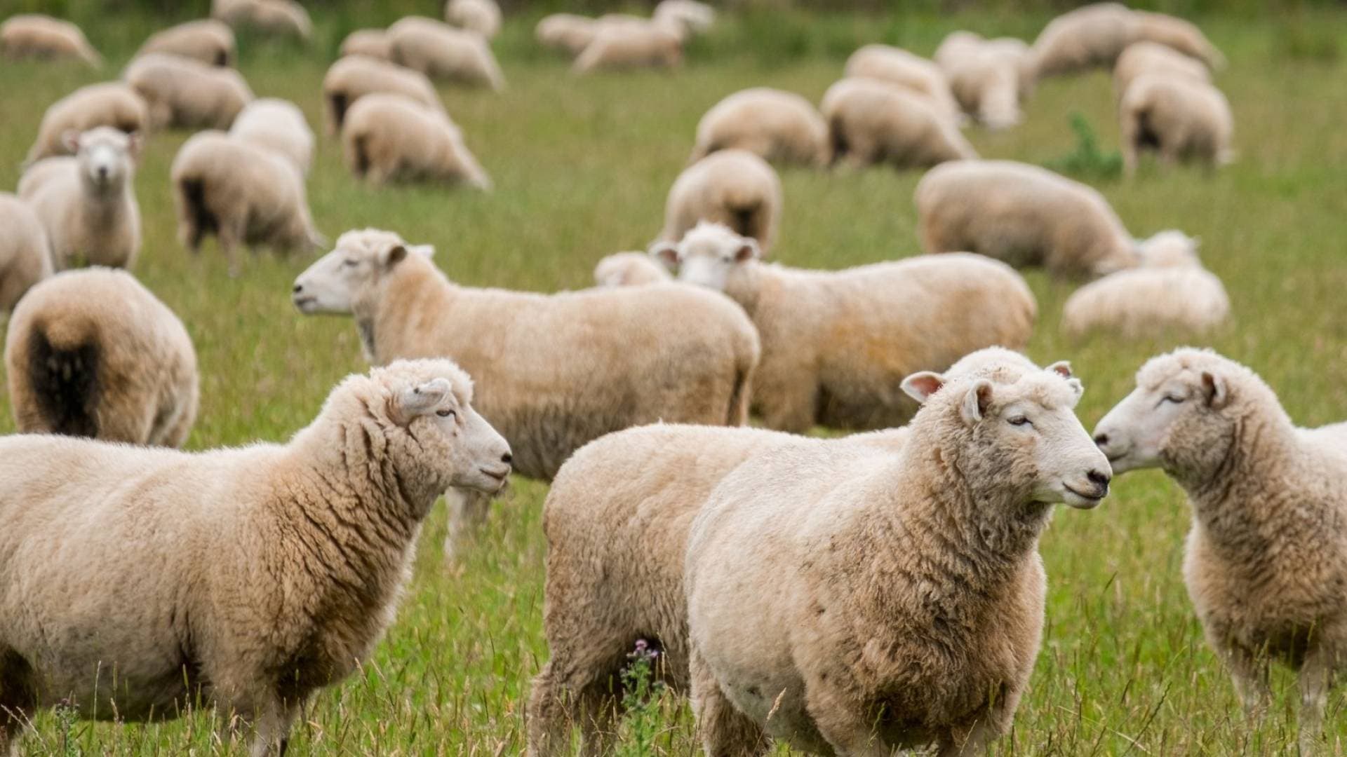 "واجهات فارغة وأسعار ملتهبة".. نقص الخراف يرفع أسعار اللحوم دينارين ويدفع السوق نحو الركود