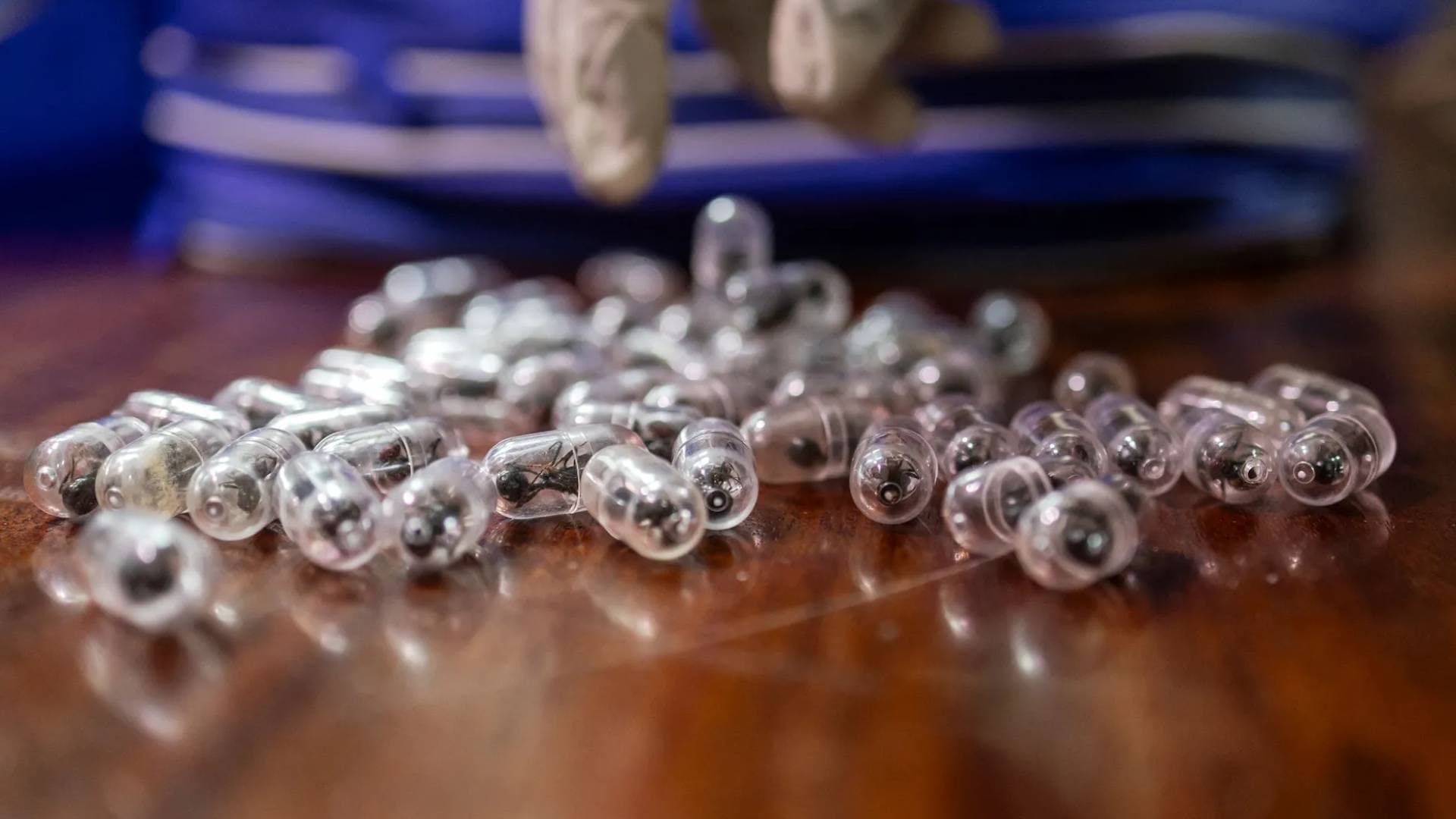 السجن والغرامة لرجل صيني حاول تهريب آلاف النمل في كينيا