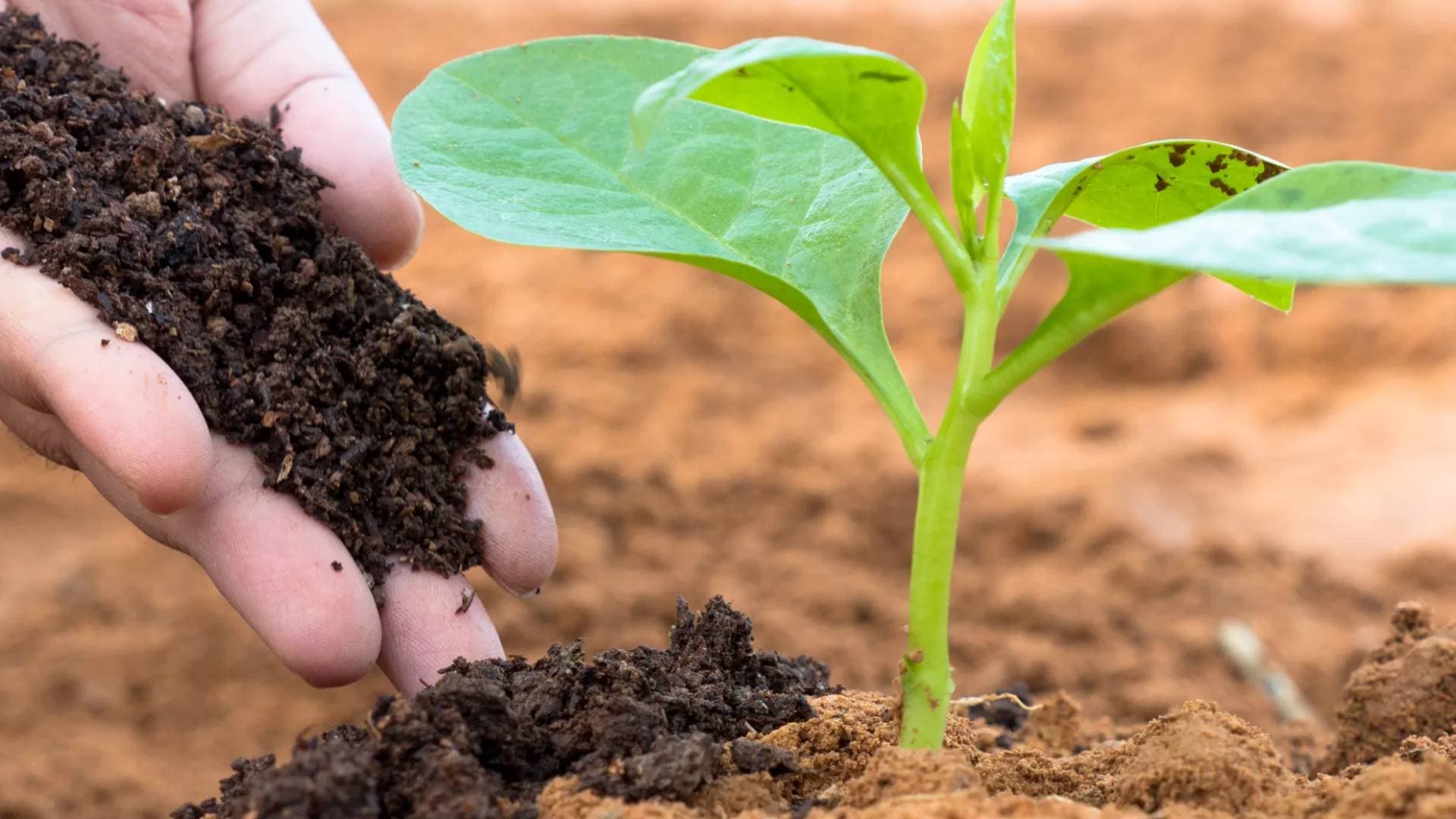 زراعة الأغوار الشمالية تدعو المزارعين إلى شراء الأسمدة من مصادر مرخصة