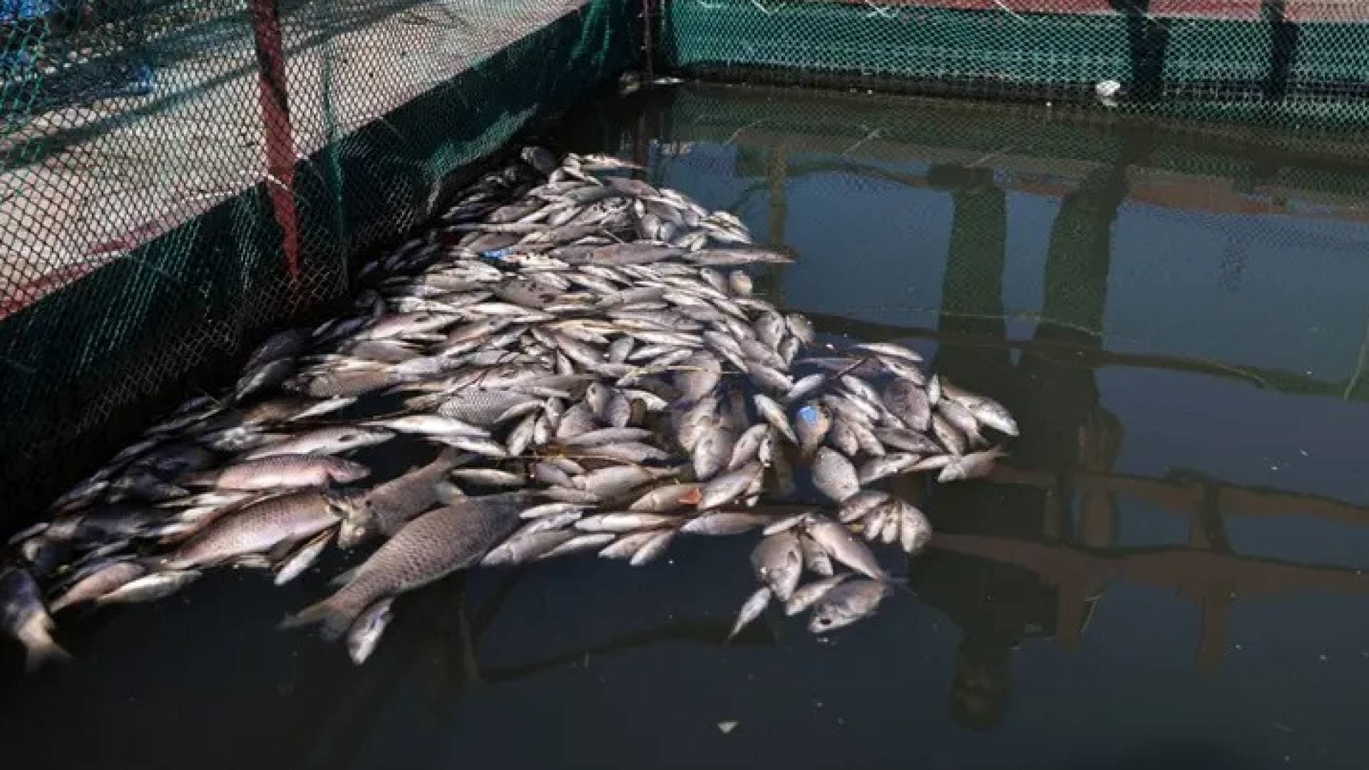 كارثة بيئية في العراق.. نفوق مئات الأطنان من الأسماك بنهر دجلة وتسمم العشرات