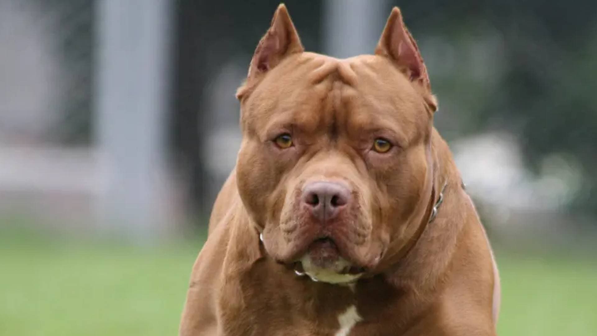 4 كلاب "بيتبول" تنهش مربيها حتى الموت داخل منزله في طنجة