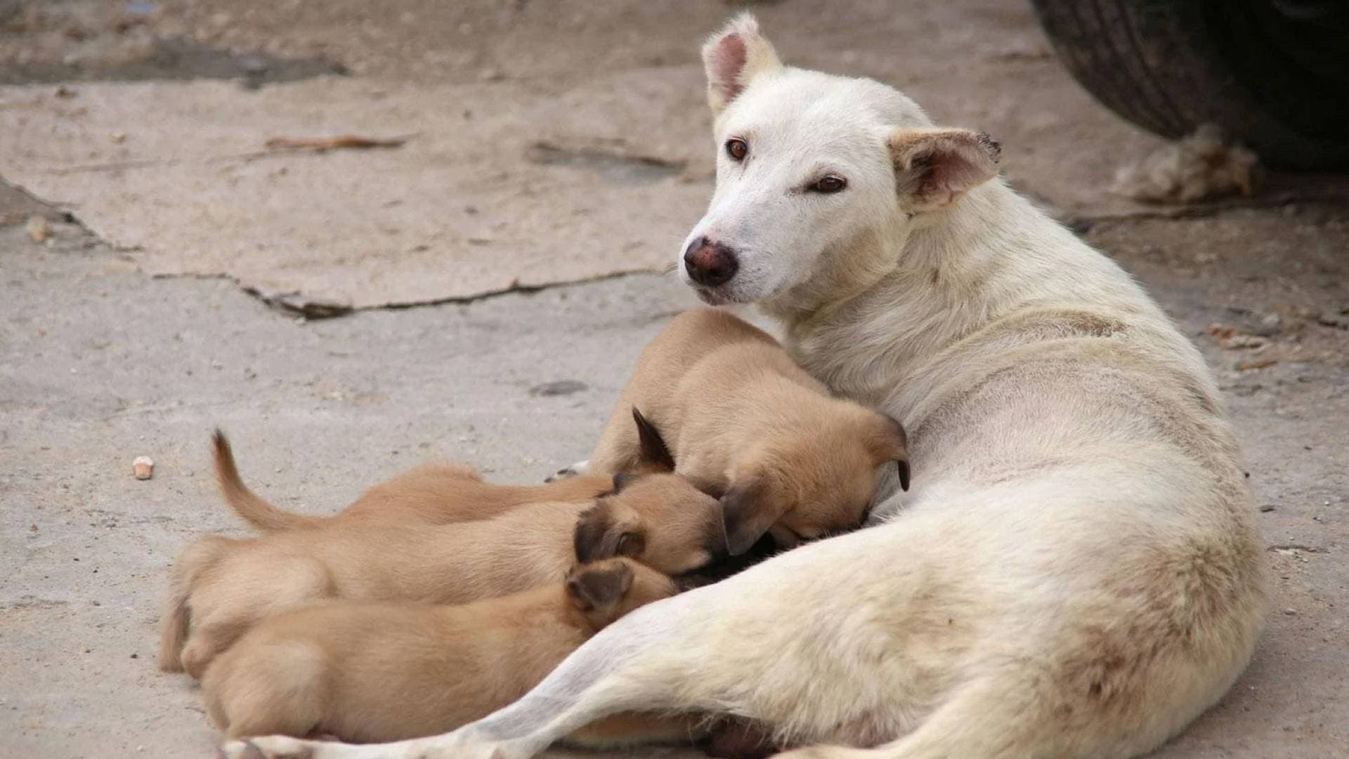 القبض على سيدة مصرية حاولت إطعام كلب حراسة بسبب شقة الزوجية