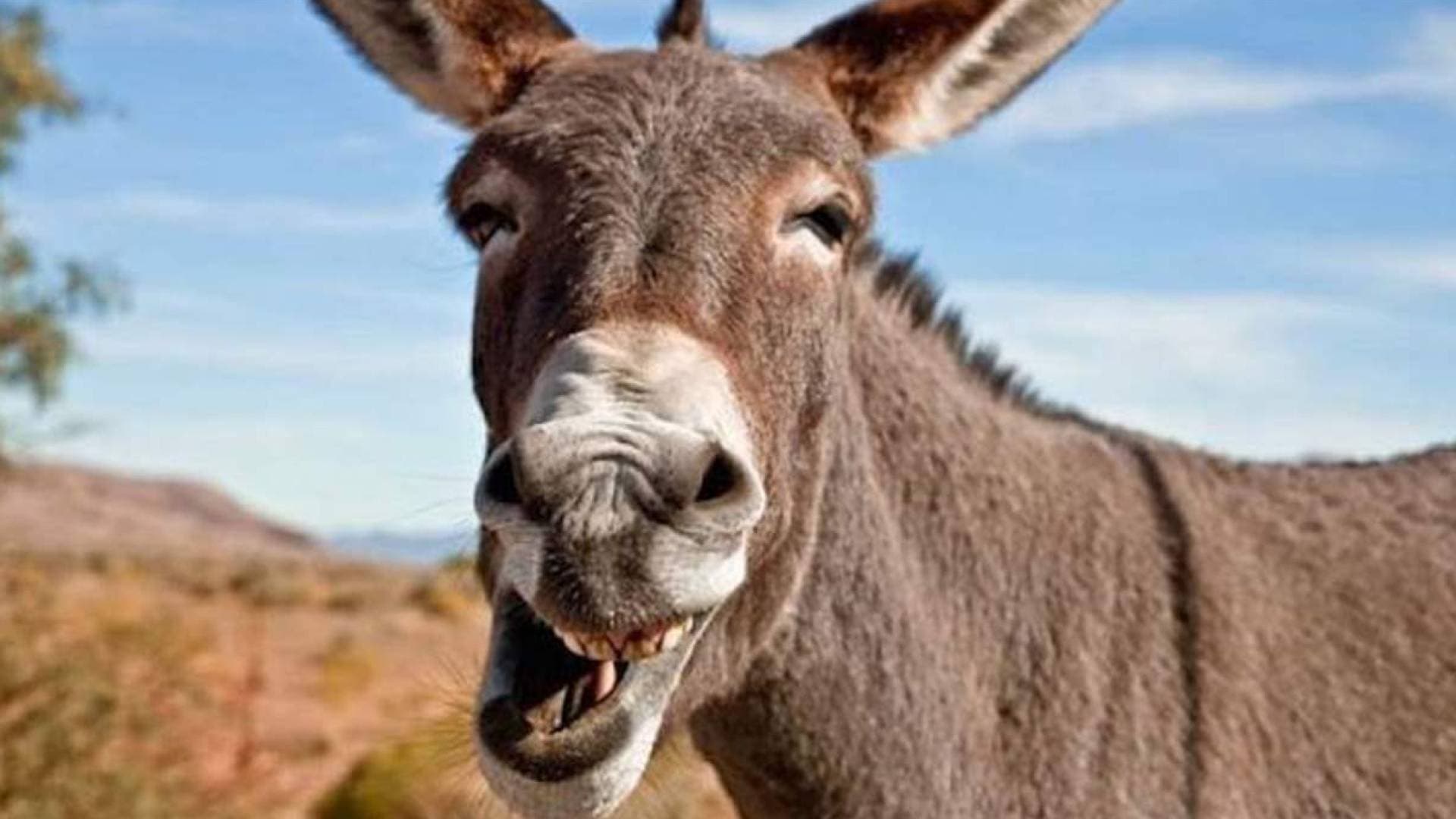 ارتفاع أسعار الحمير في الأردن وتحذيرات من "انقراض" السلالة المحلية