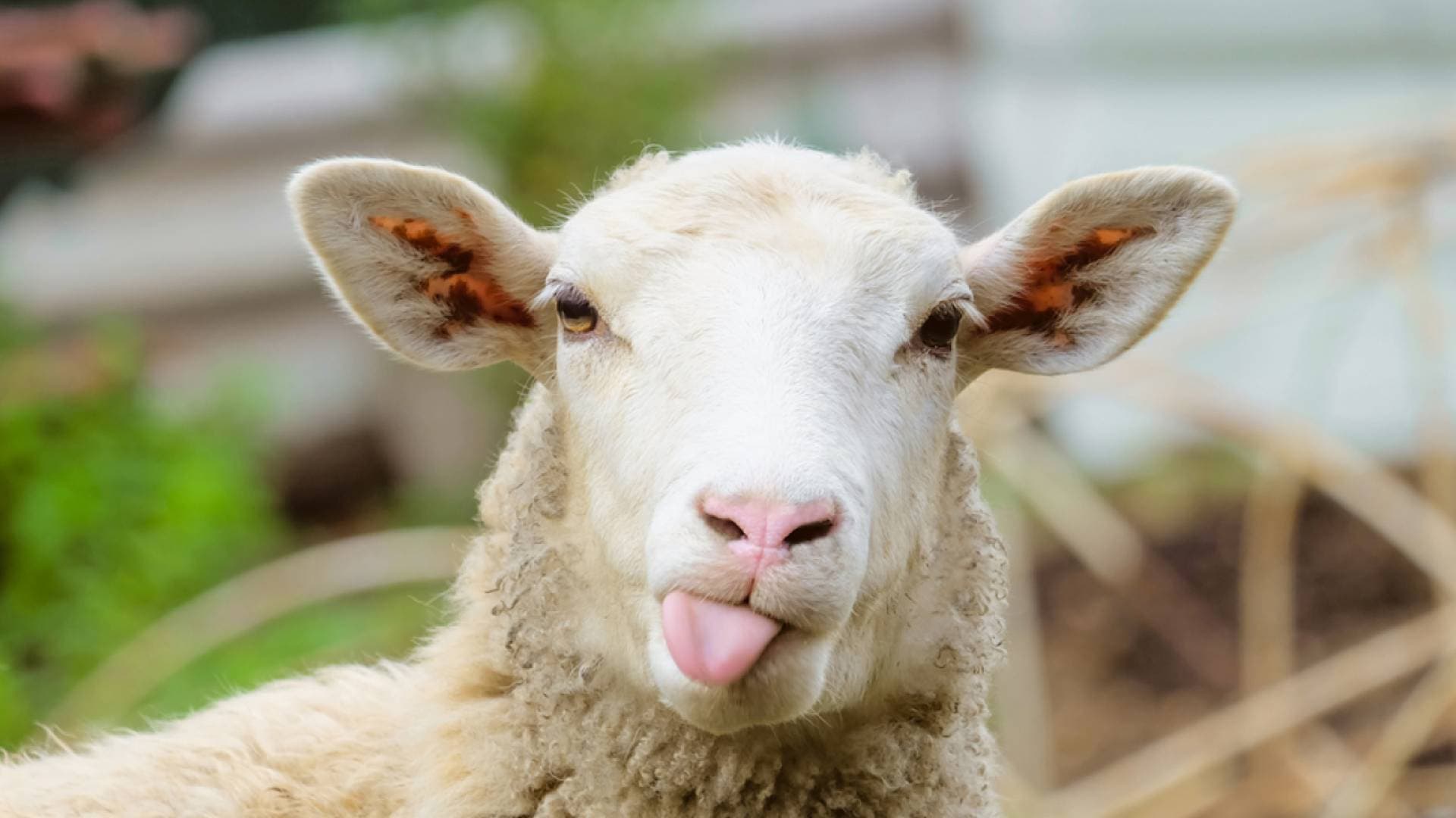 أسعار الأضاحي في الأردن 2026 - توقعات بوصول السعر لـ 350 دينارا -فيديو