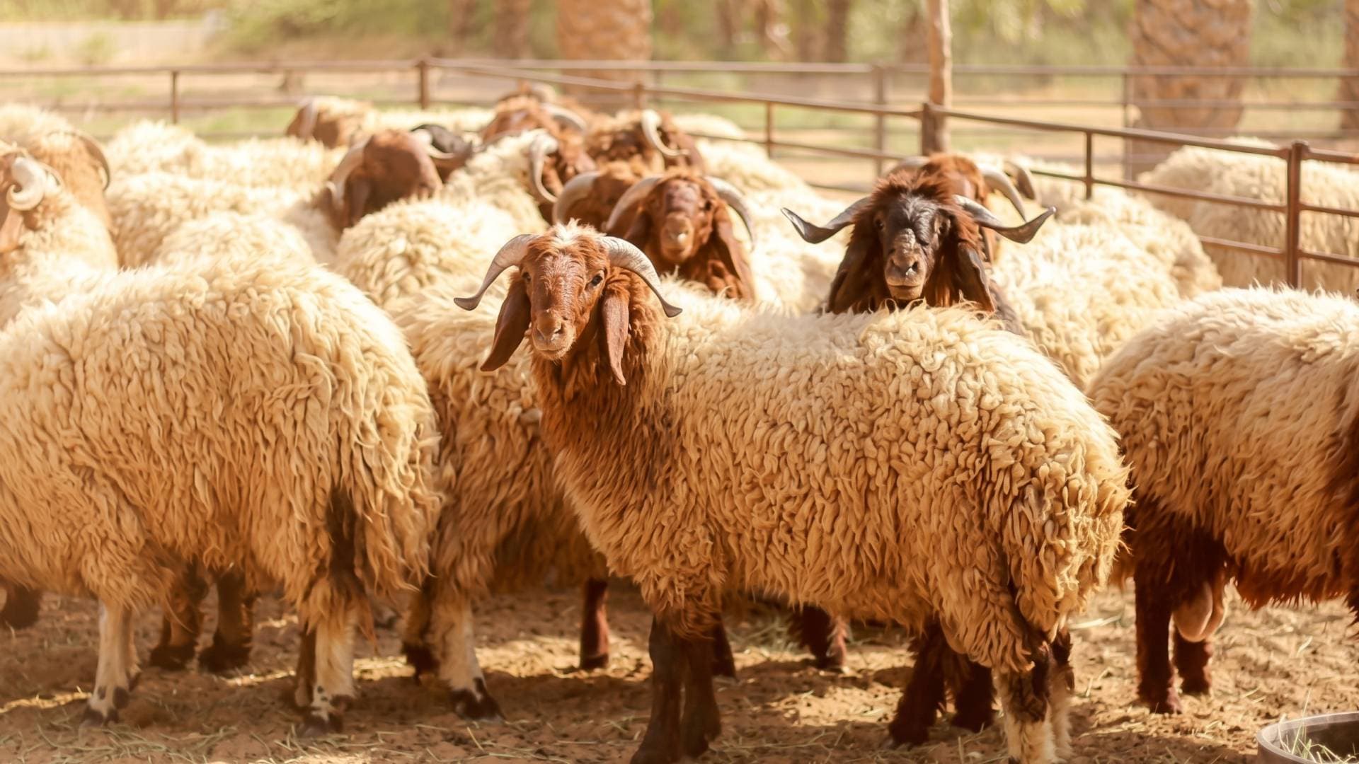 بين "الروماني" والبلدي.. "من هنا نبدأ" يرصد قفزة بأسعار اللحوم ومطالبات نيابية بضبط "فوضى الأسواق"