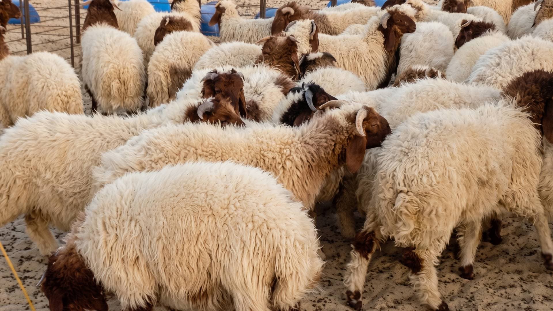 أزمة أسعار اللحوم بالأردن.. دعوات لفرض "سقوف سعرية" وتوقعات بانخفاض قريب