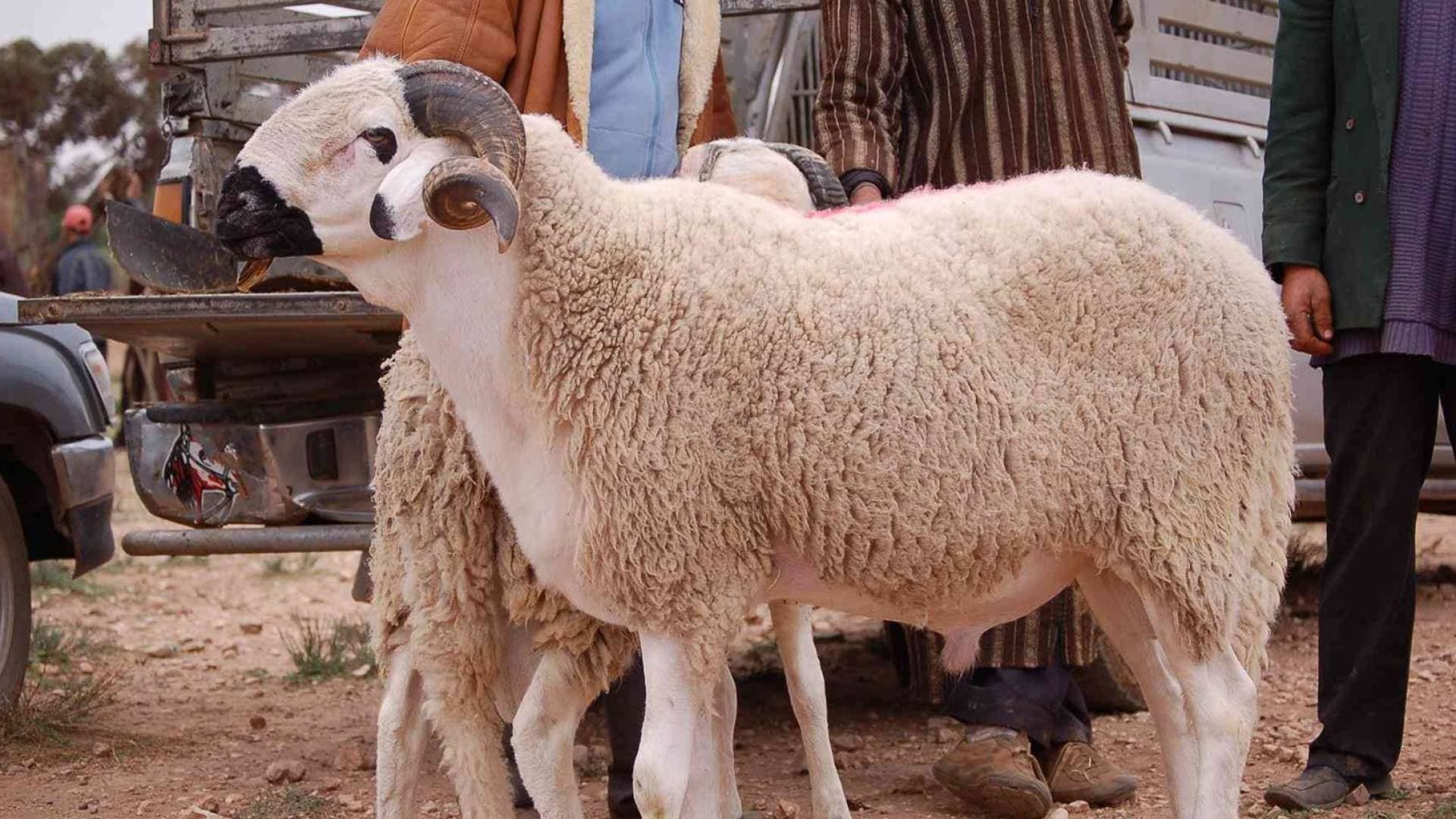 مصدر رسمي أردني يكشف حقيقة كلف عبور الخراف السورية: "لا مجاملة في أمن الحدود"