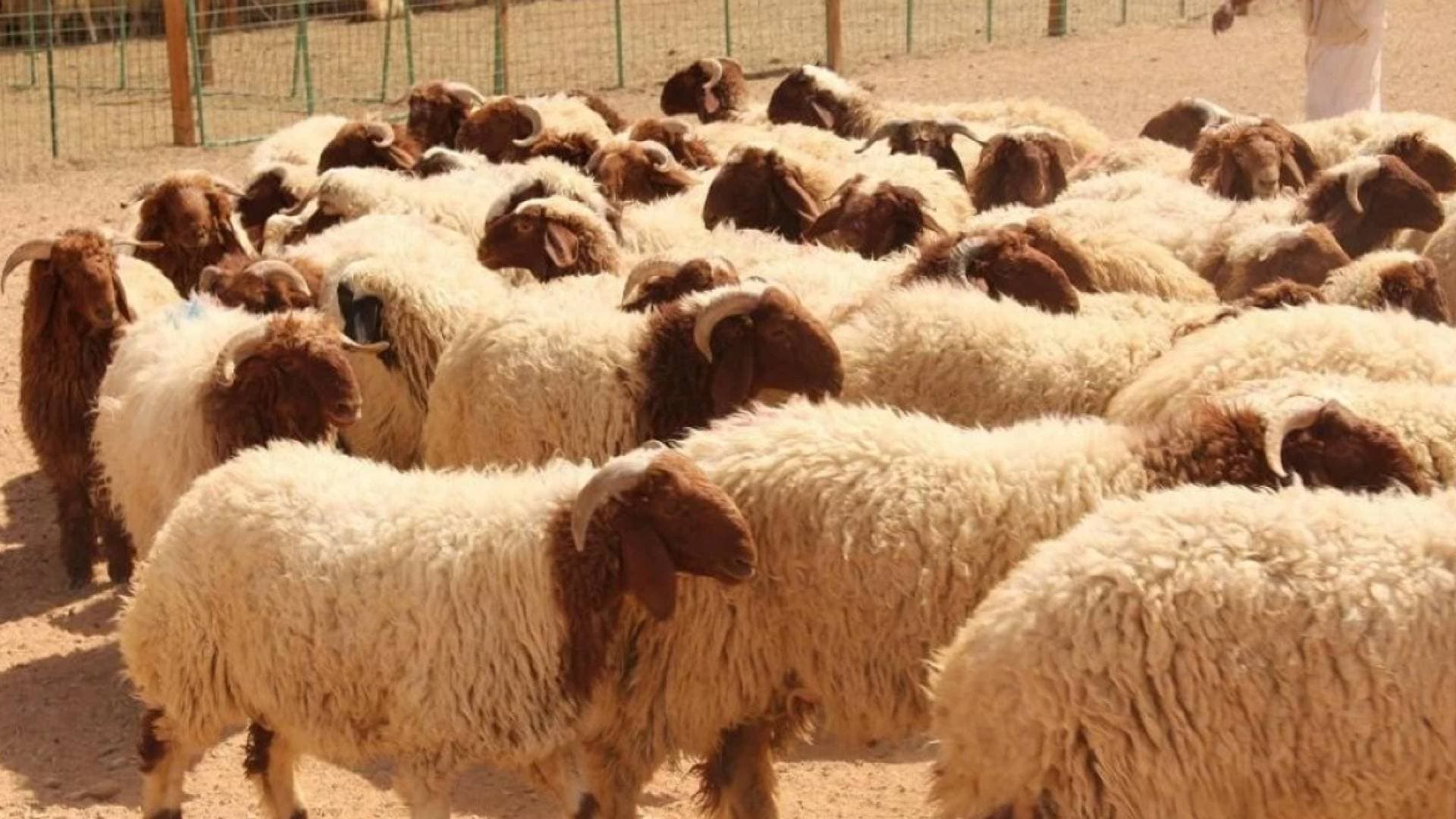 دائرة الإفتاء توضح حكم شراء الأضحية بالتقسيط واستدانة ثمنها