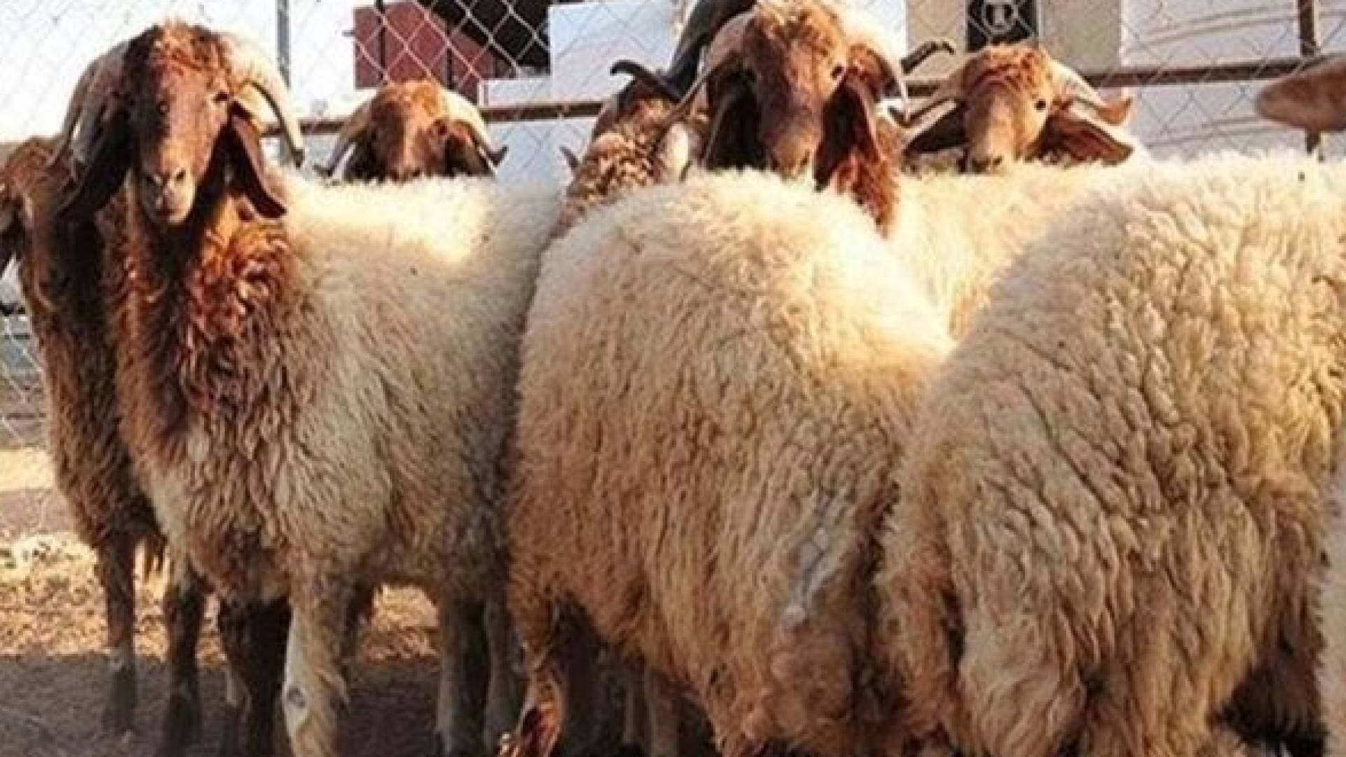 دائرة الإفتاء توضح حكم التضحية بشاة مقطوعة طرف "اللية" بقصد تكبيرها