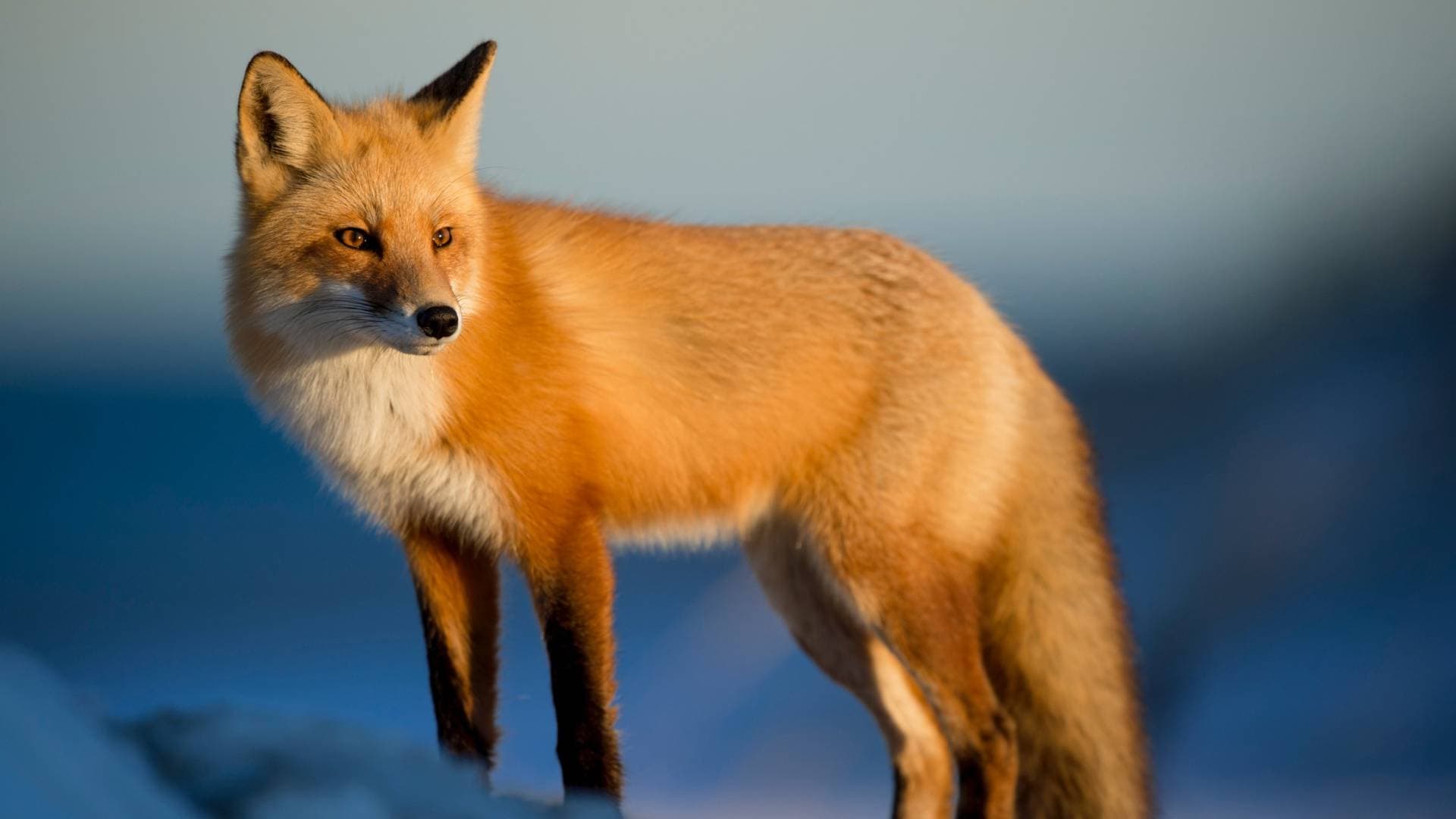 الإنسان والثعلب قواسم مشتركة مثيرة للاهتمام تعرف إليها