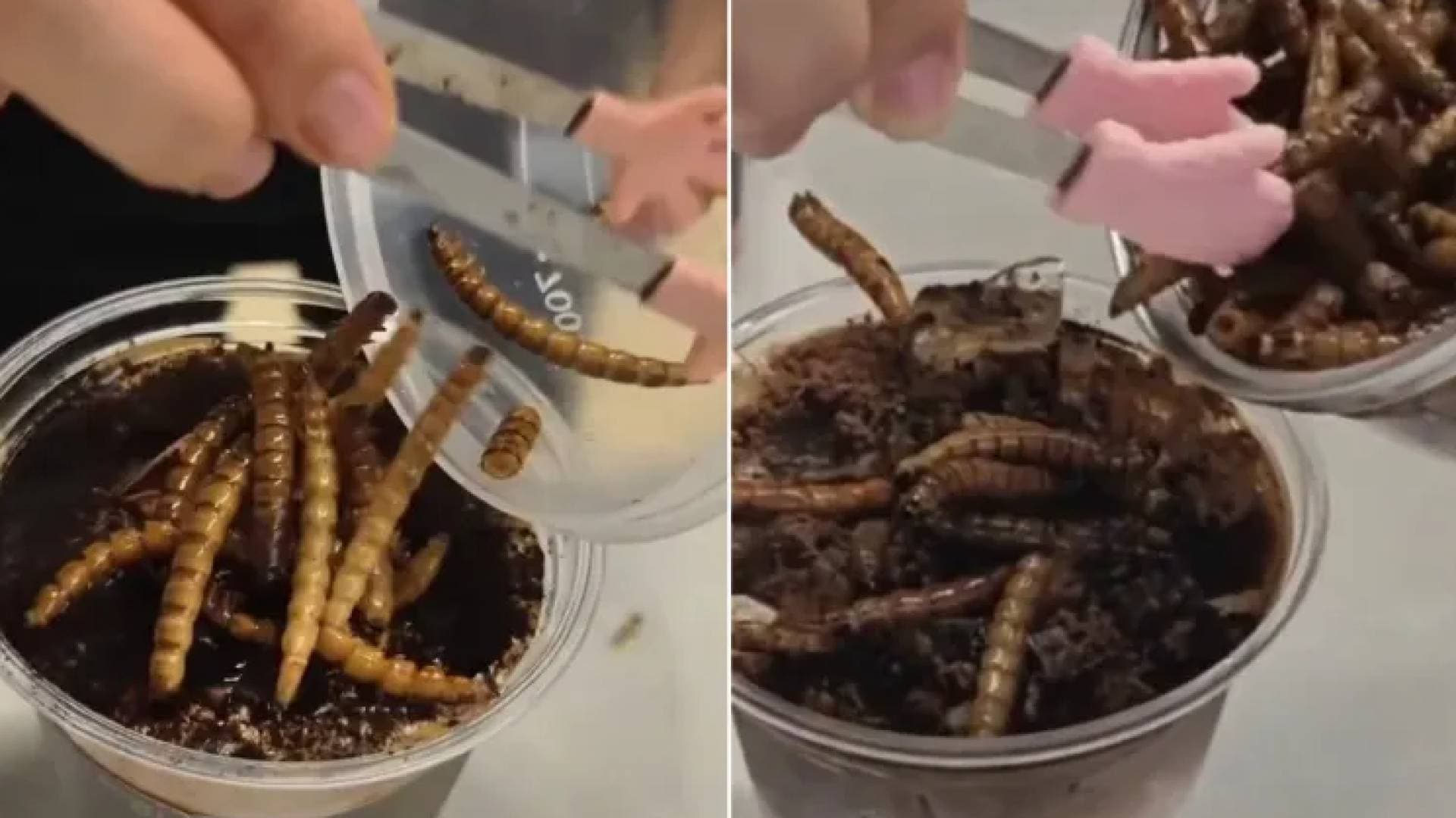 "قهوة الصراصير".. الصين تثير الجدل بنكهات غريبة وموجة سخرية تجتاح المنصات