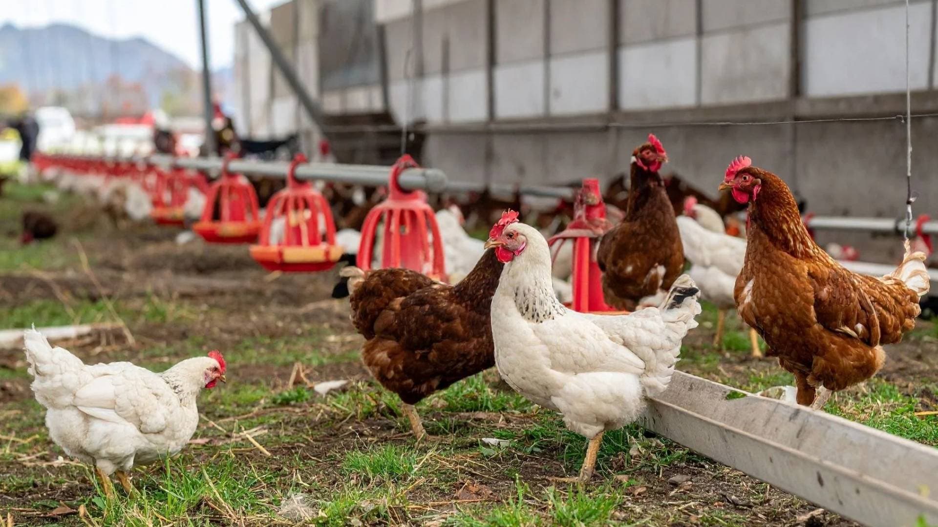 وزارة الزراعة توضح لـ"رؤيا" سبب انخفاض أسعار الدواجن في الأردن وقرار تقنين الاستيراد.. فيديو