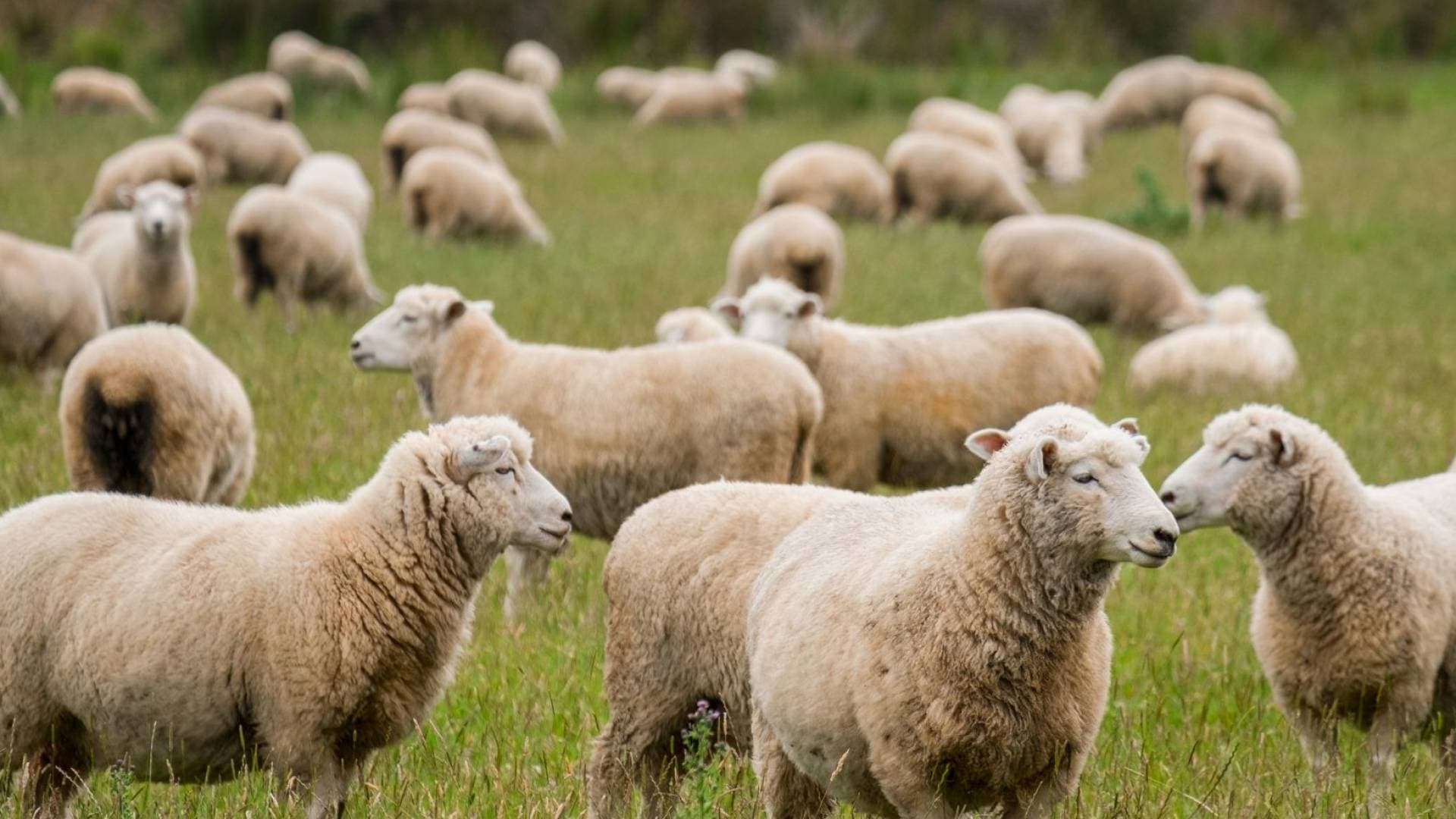 القبض على سارقي الأغنام في لواء بني كنانة بإربد