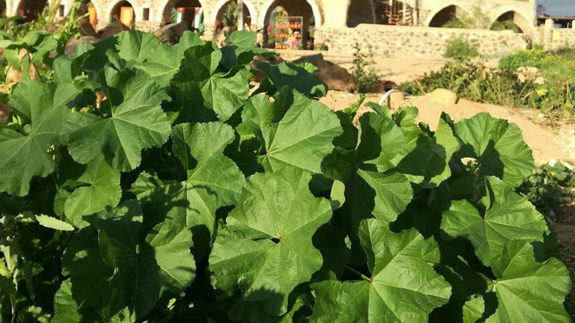 "تراث الوادي" يتجدد.. انطلاق "مهرجان الخبيزة" بمشاركة دولية ودعم للأسر المنتجة